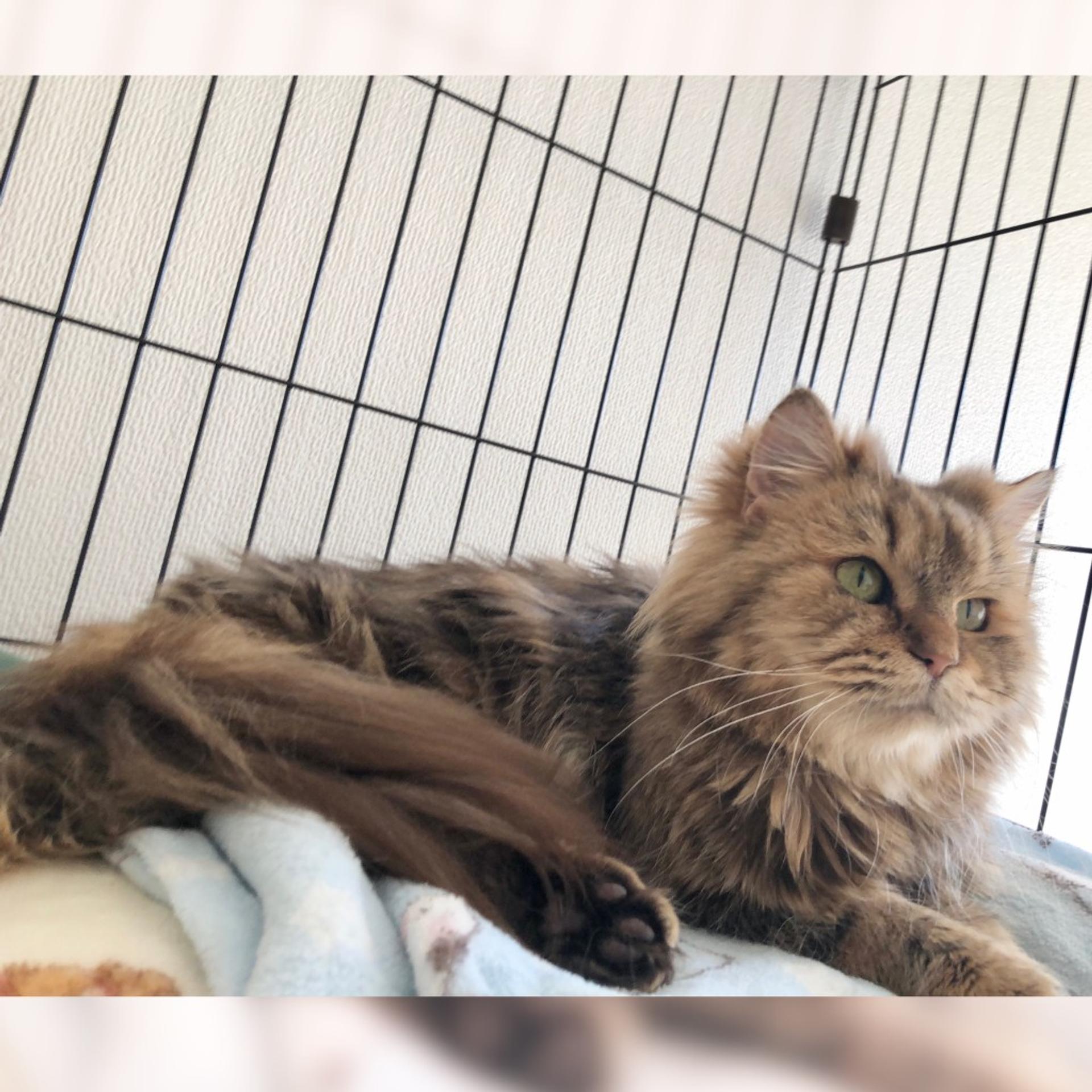 pet-image-6