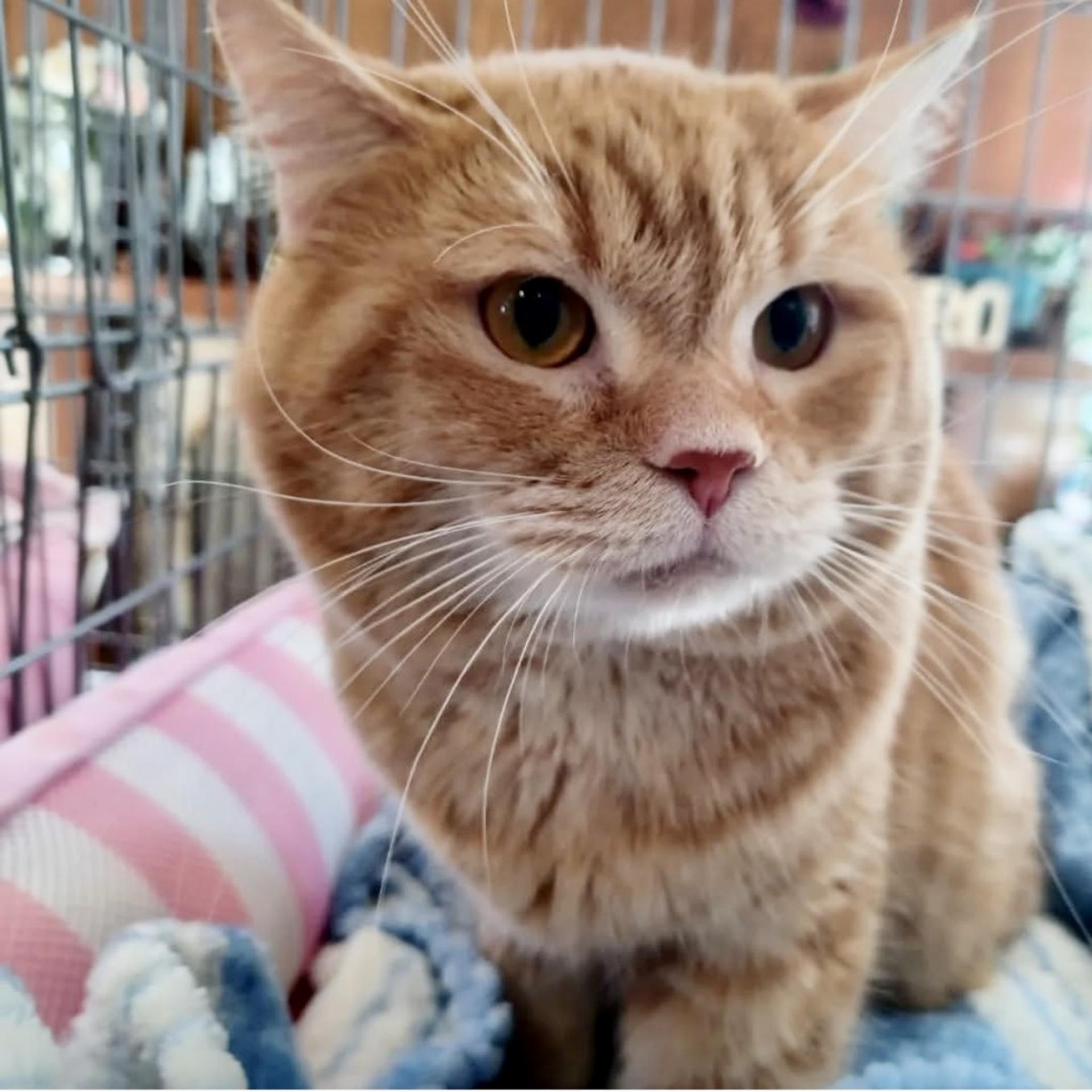 pet-image-8