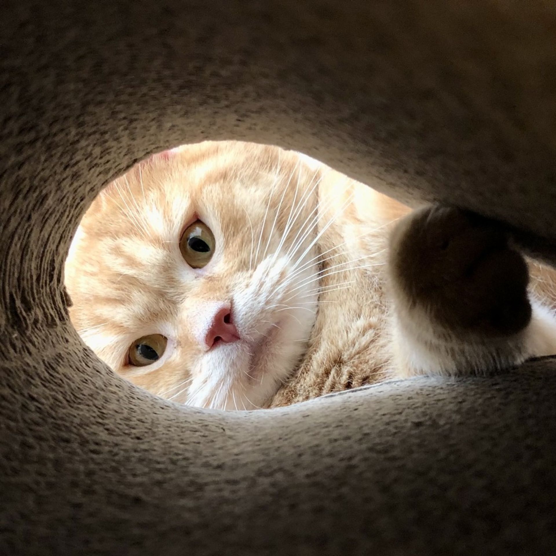 マンチカン・オスの里親募集の写真