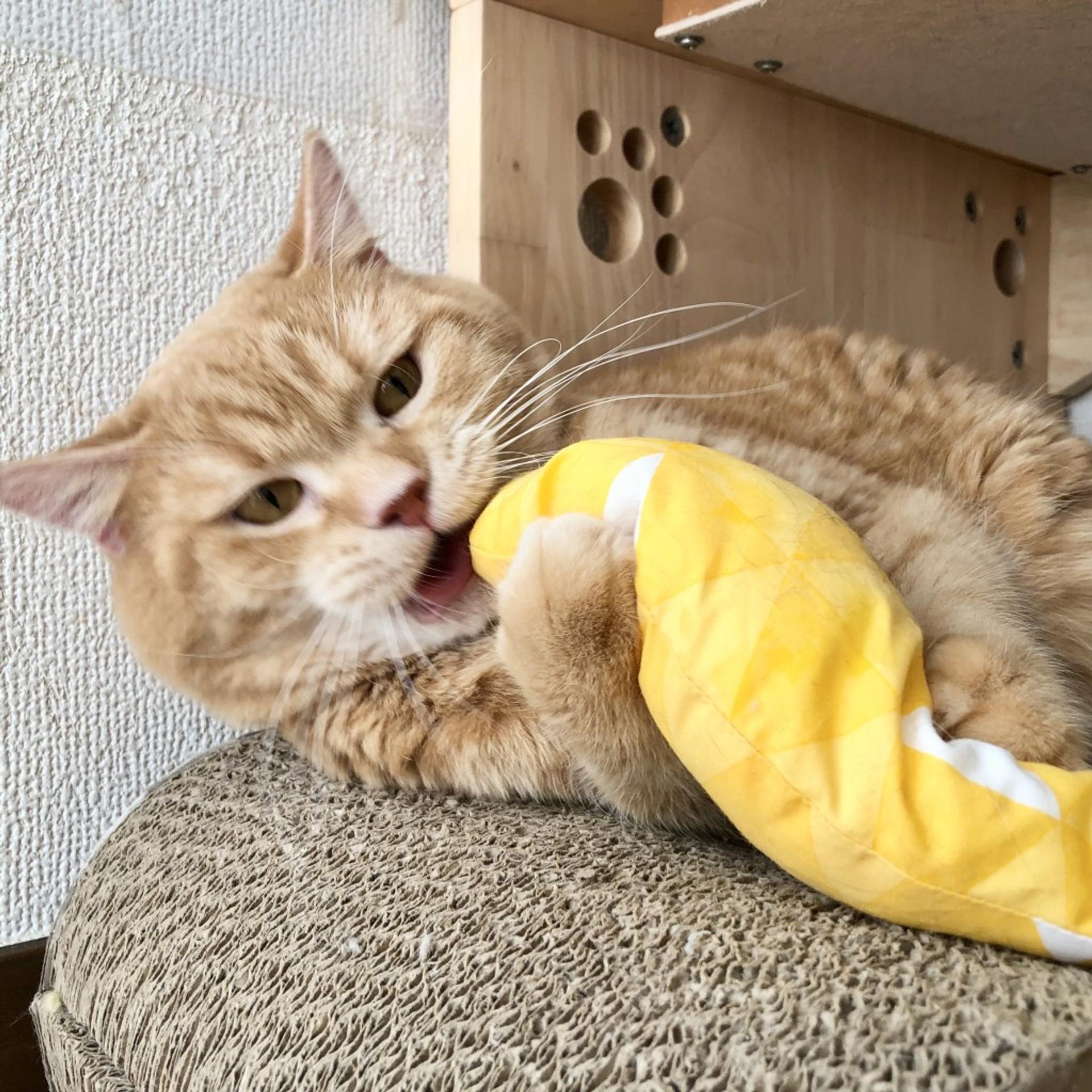 pet-image-5