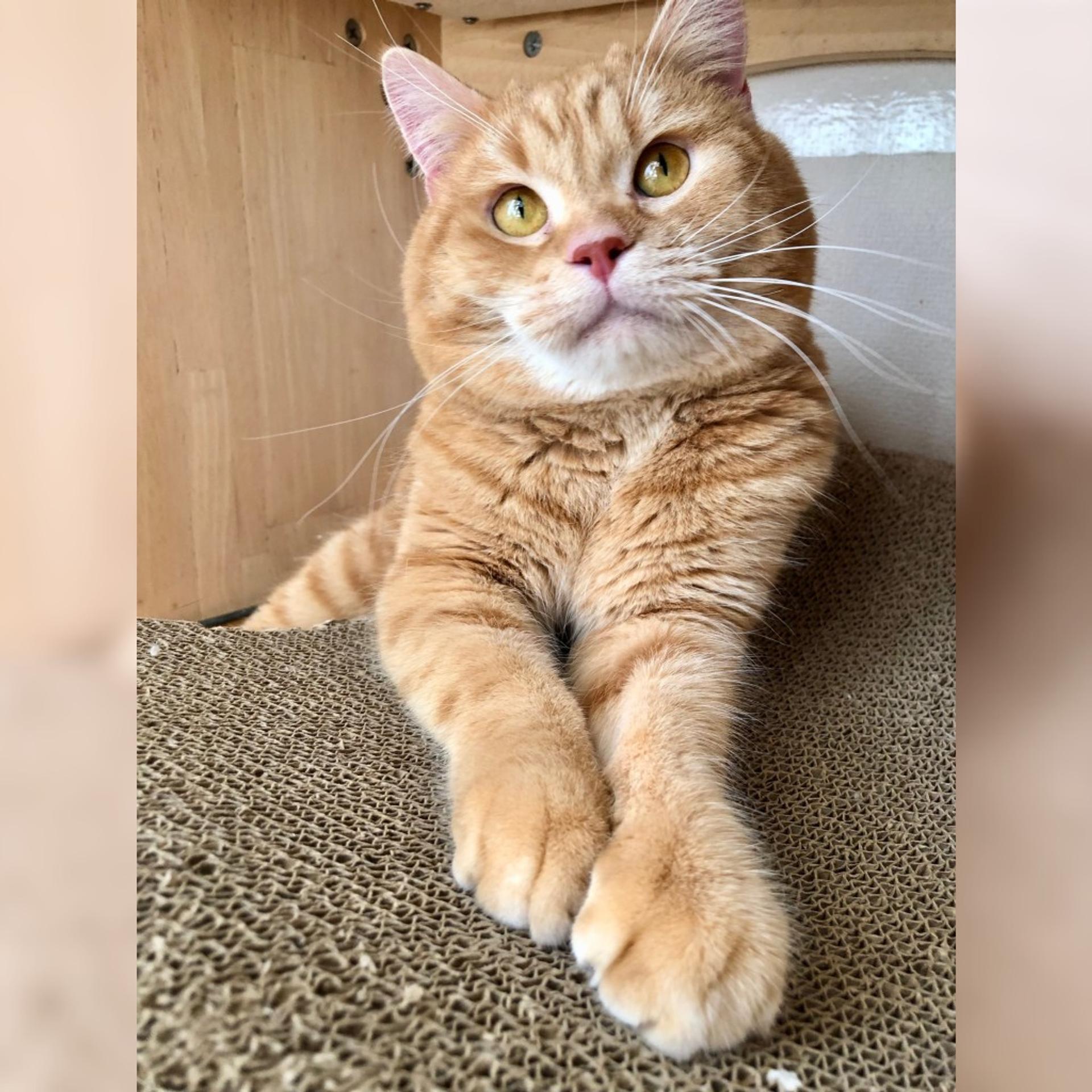 pet-image-3