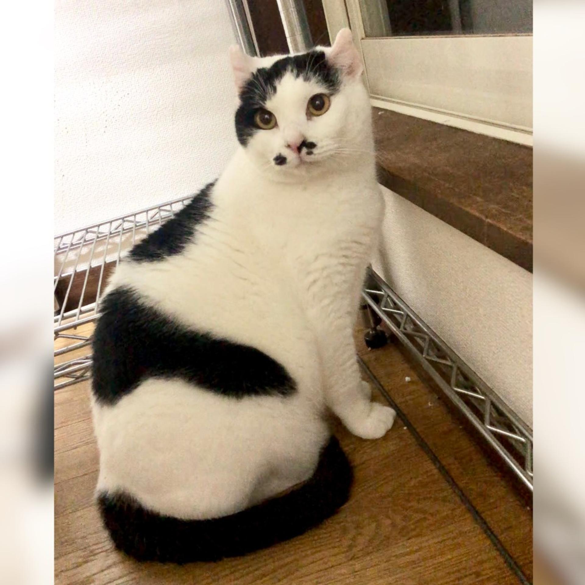 pet-image-4