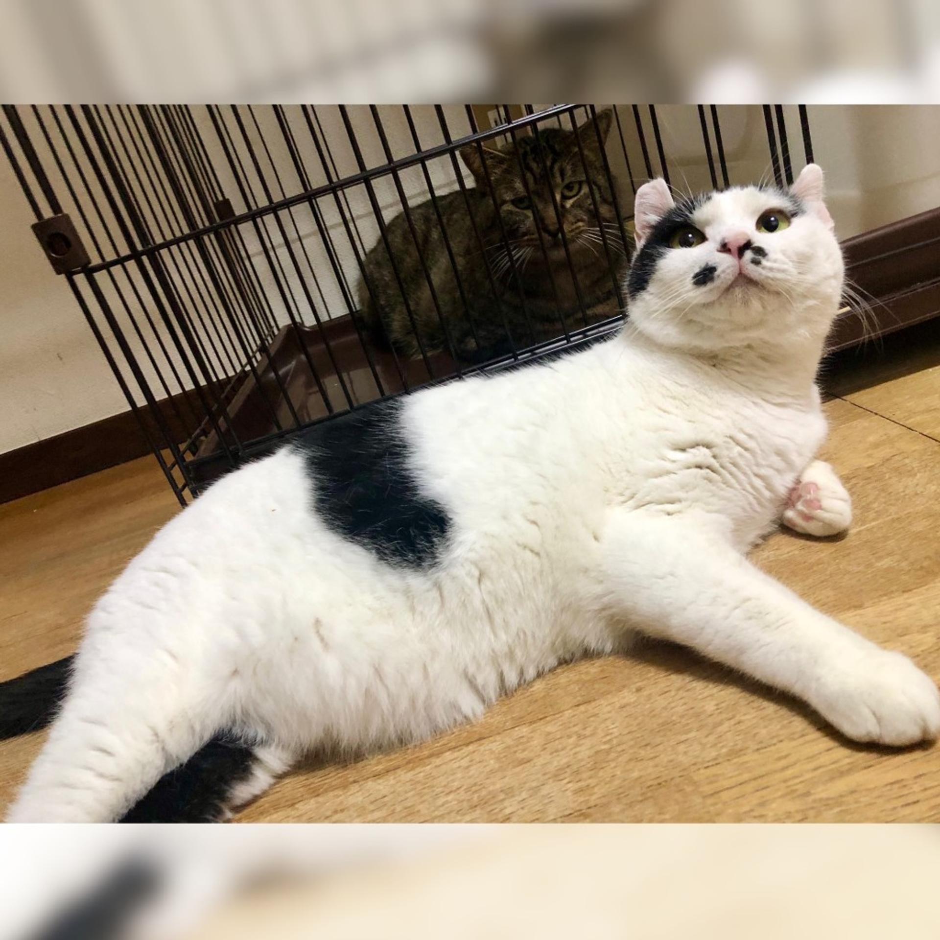 pet-image-5