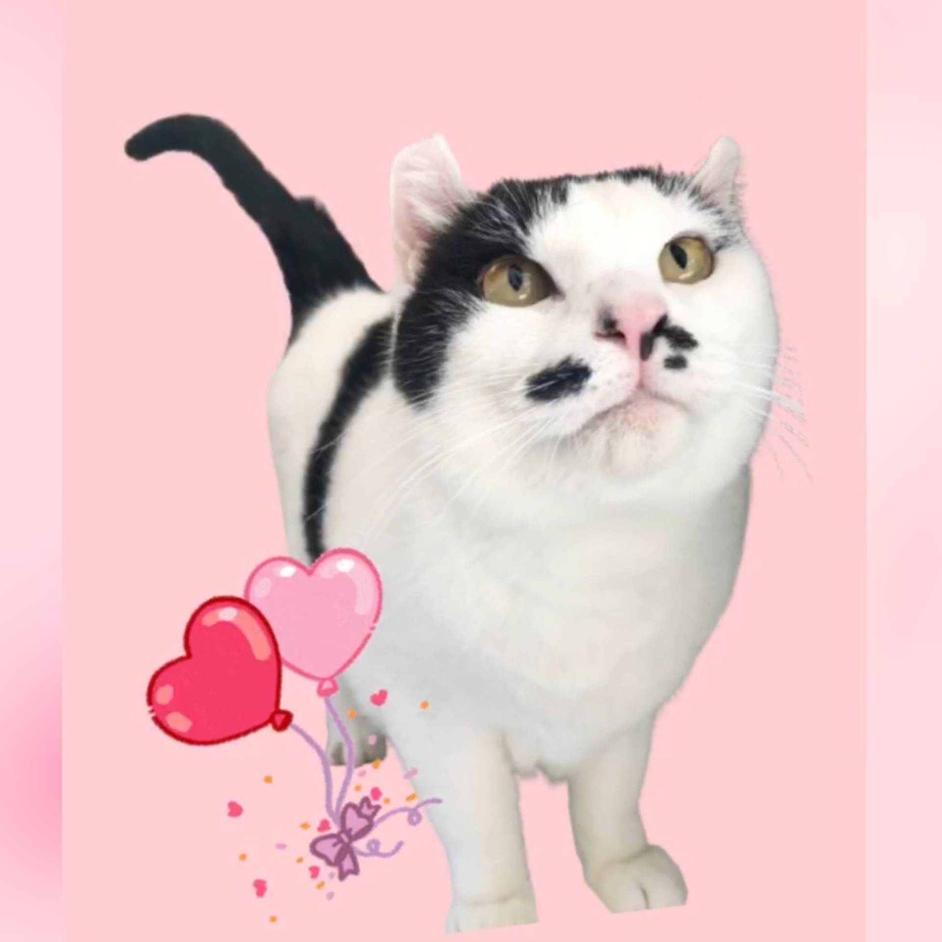 雑種（ミックス猫）・オスの里親募集の写真