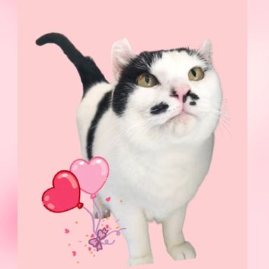 デカ猫ぽてぽてボディがたまらない♡どんこ君