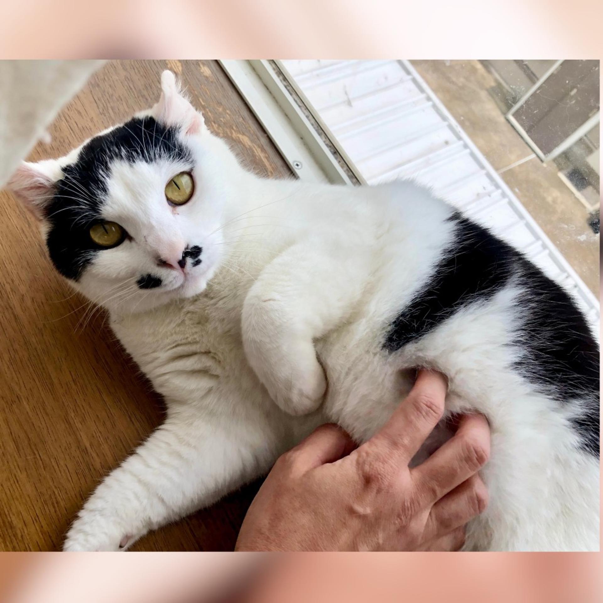 pet-image-7