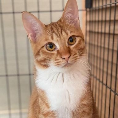 雑種（ミックス猫）・オスの里親募集の写真