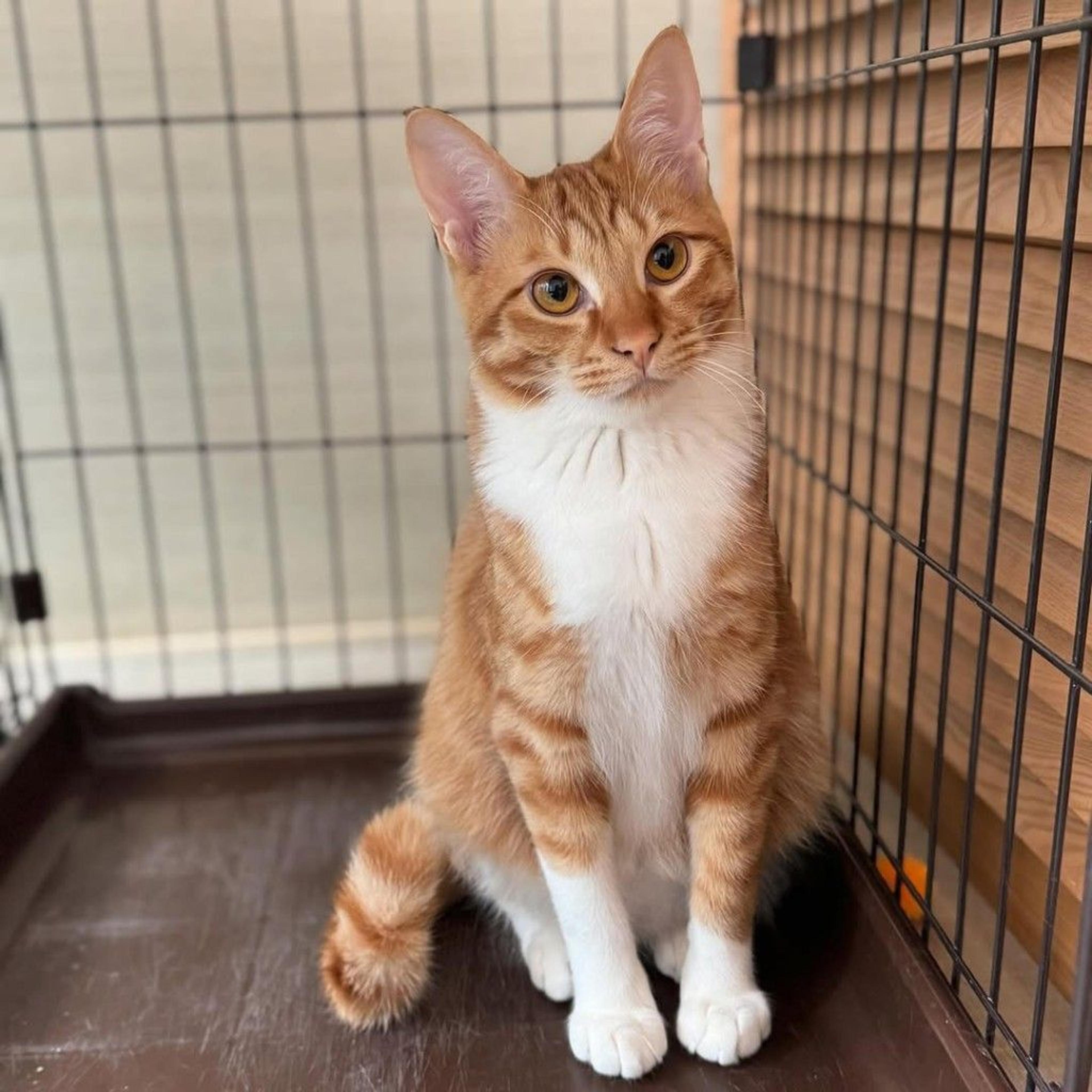 pet-image-5