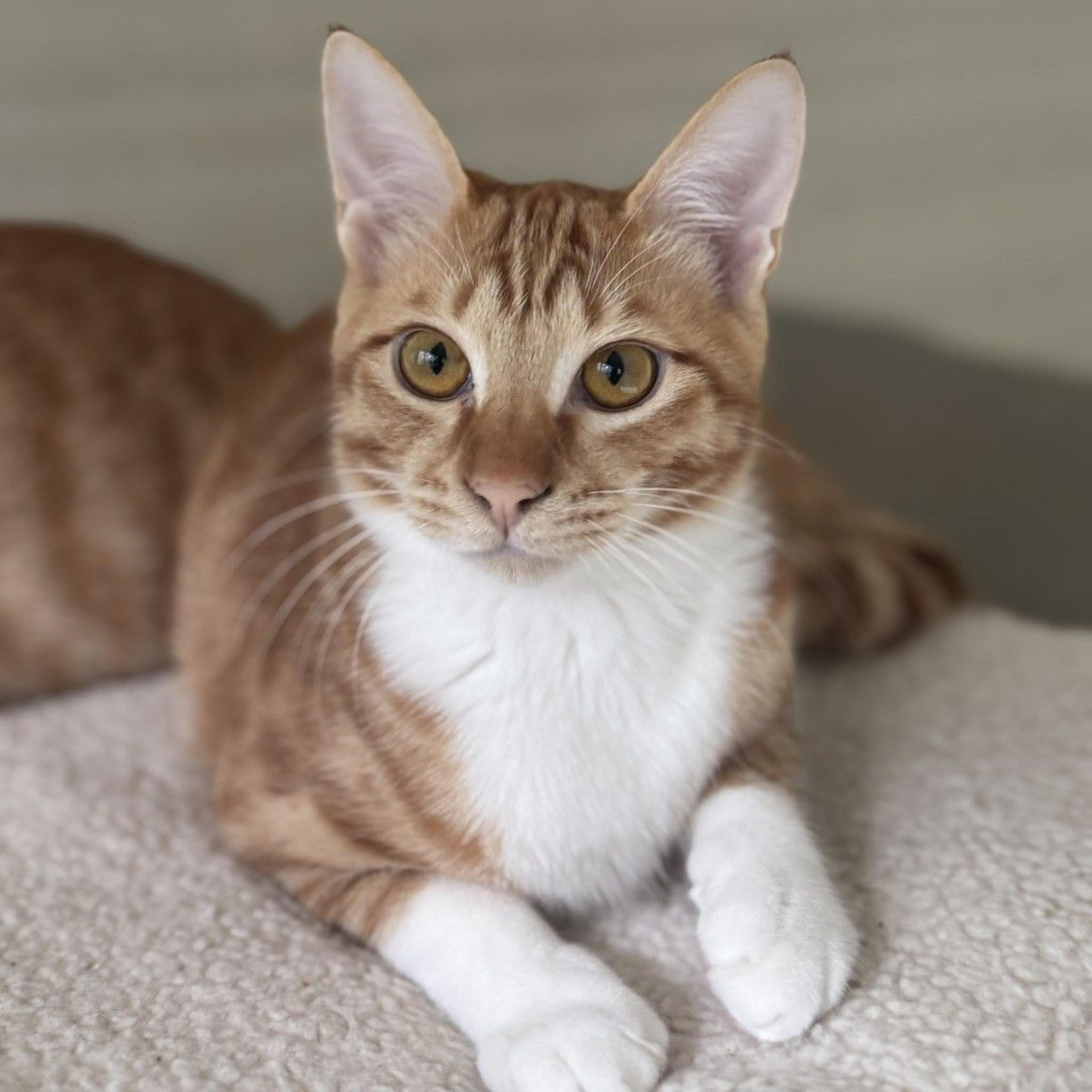 pet-image-6