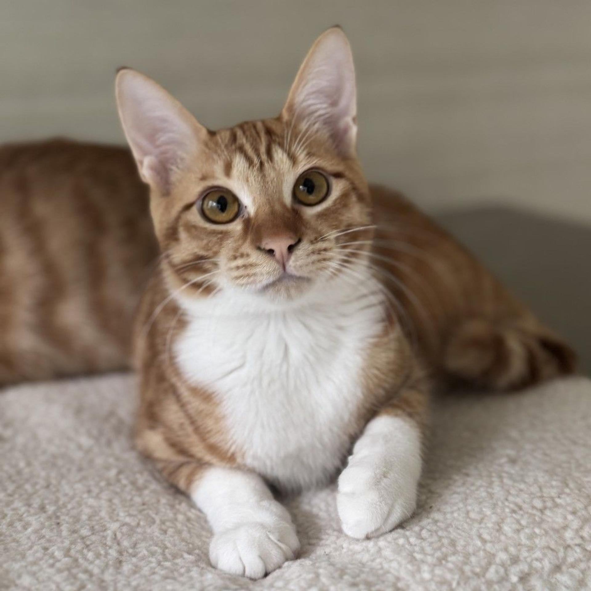 pet-image-7
