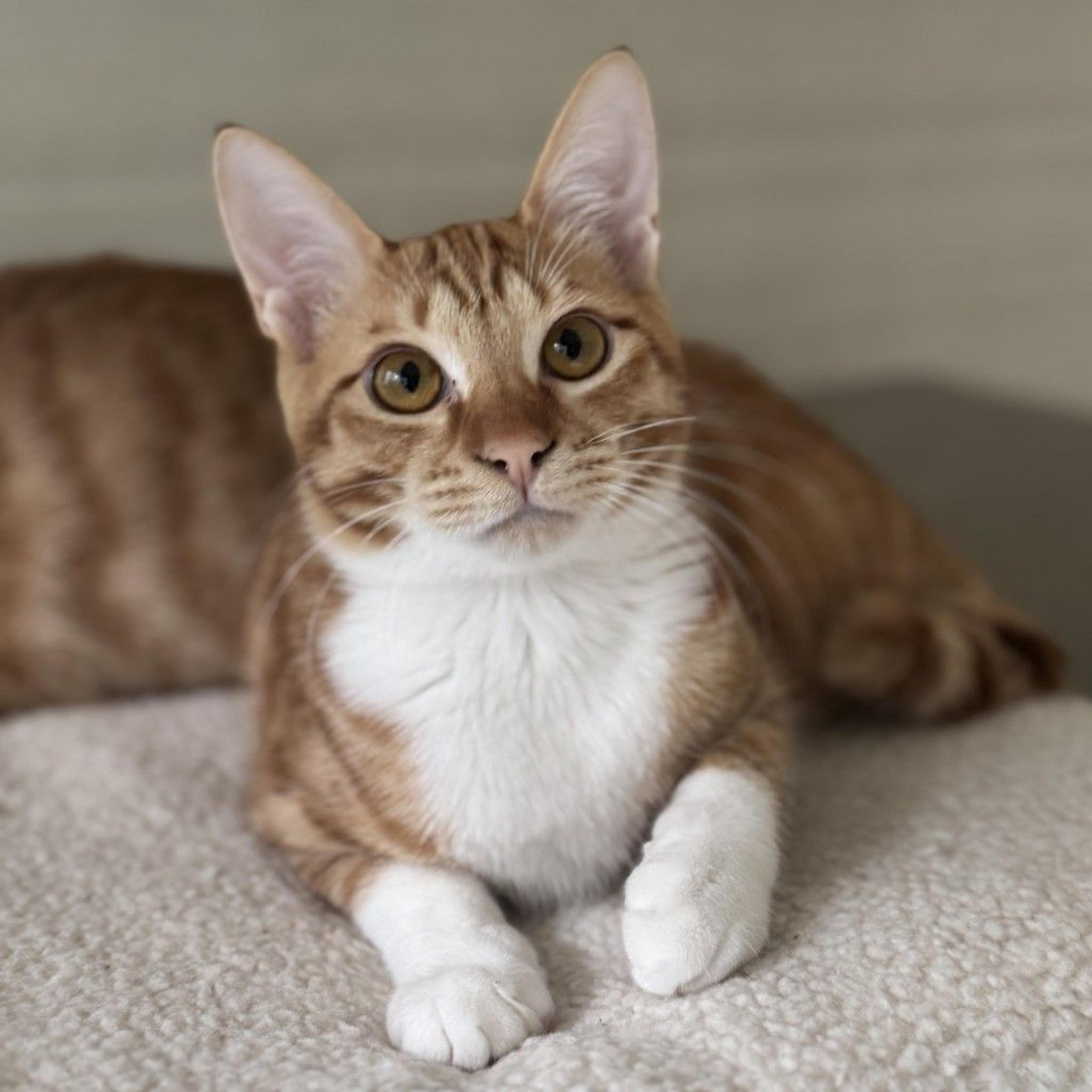 pet-image-7