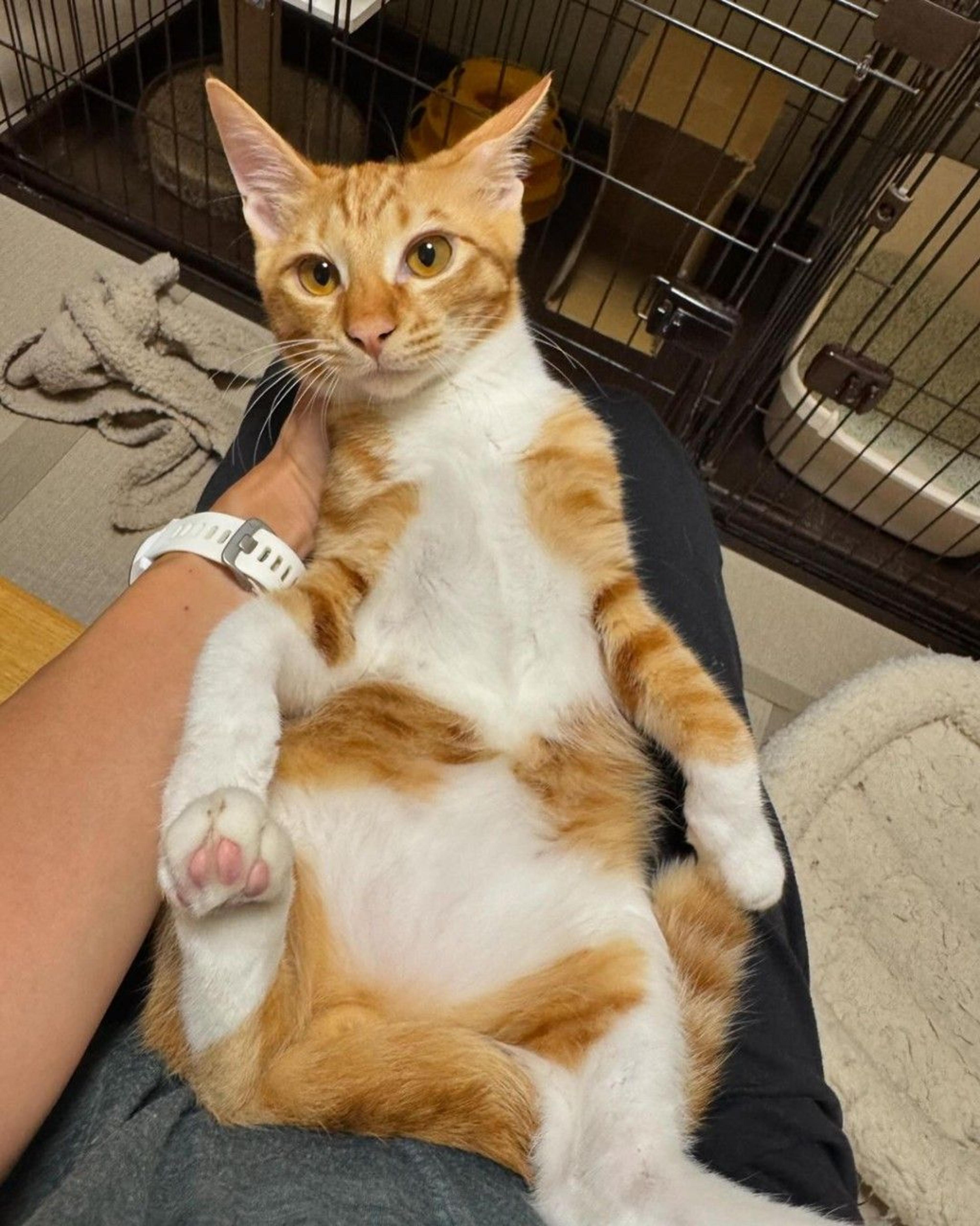 pet-image-8