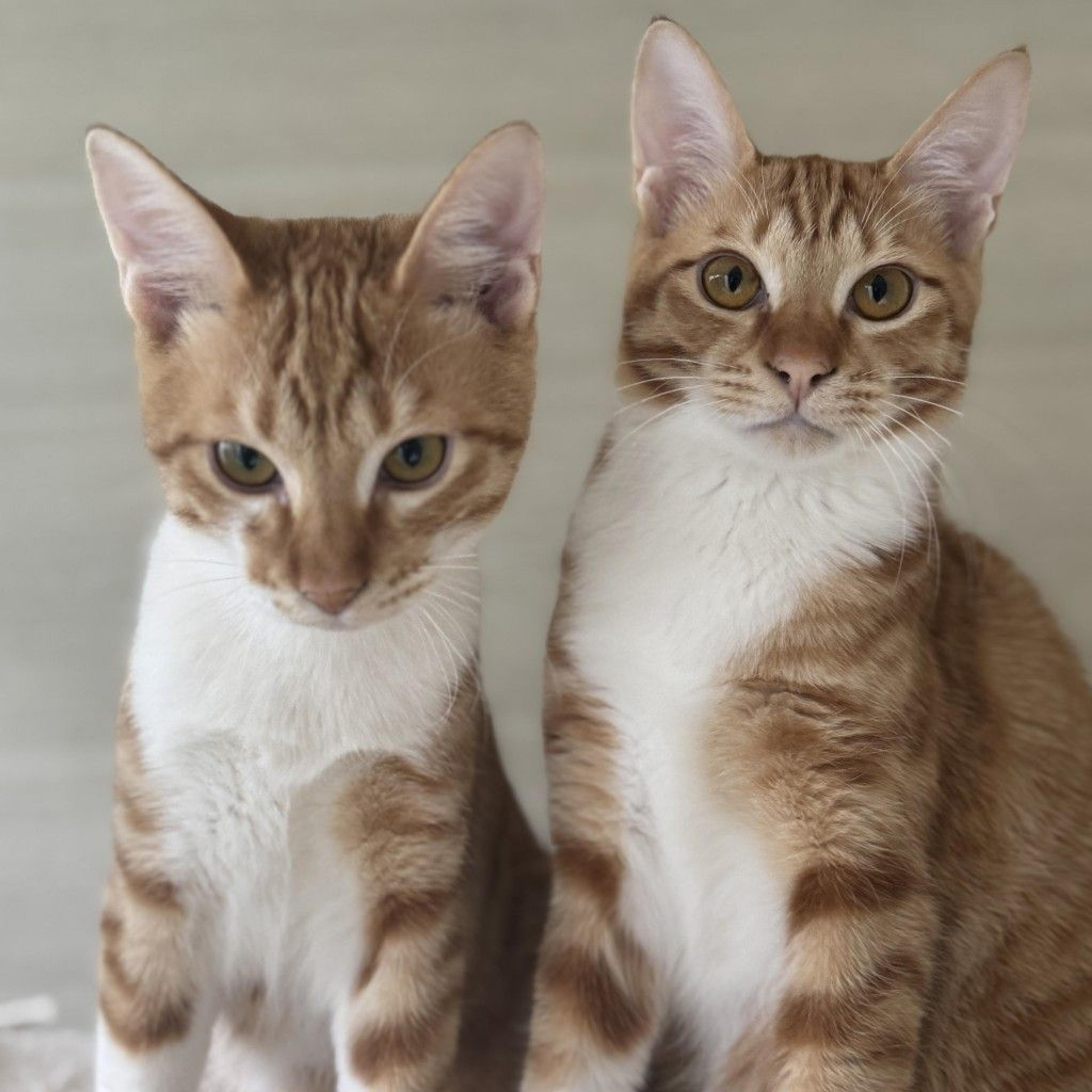 pet-image-9