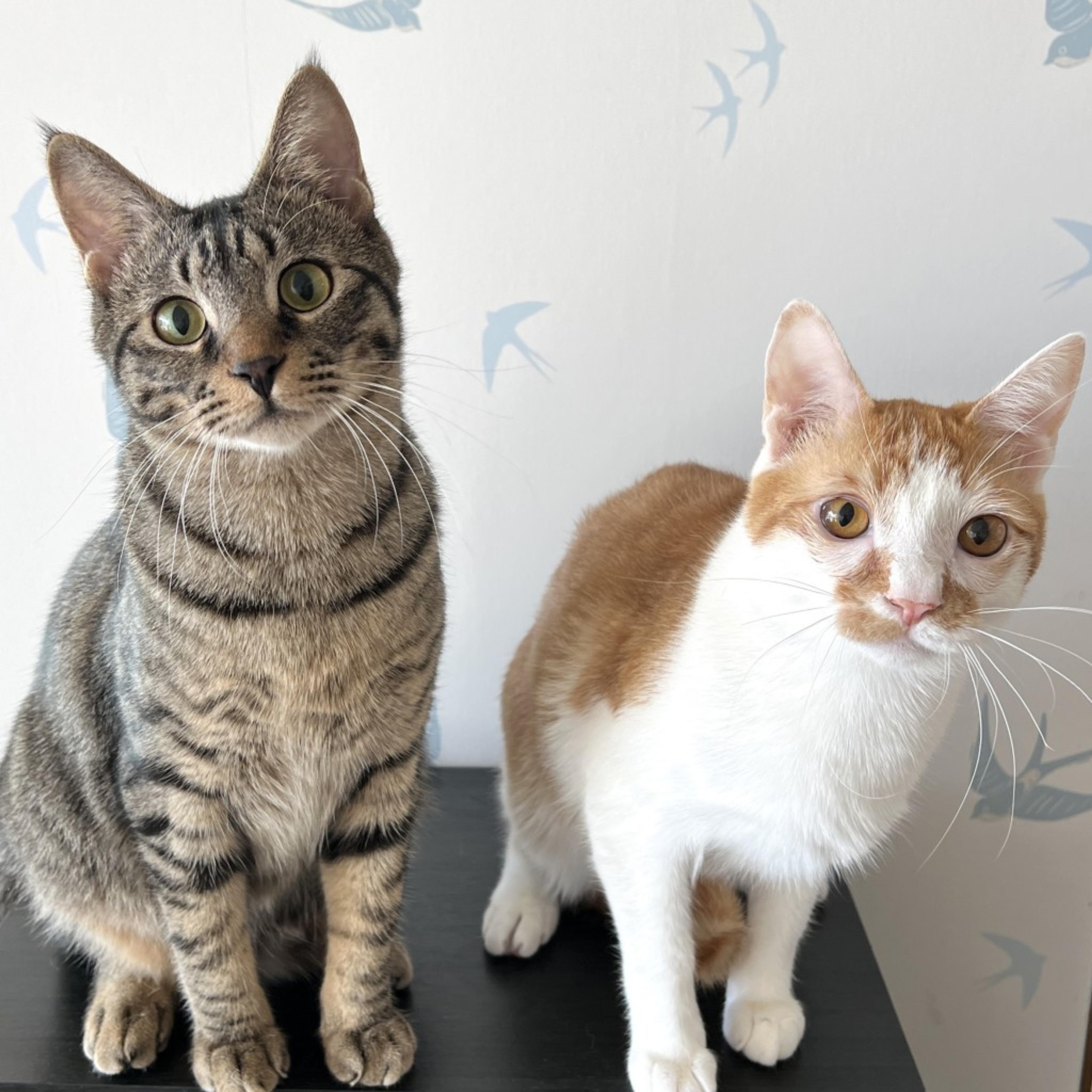 pet-image-5
