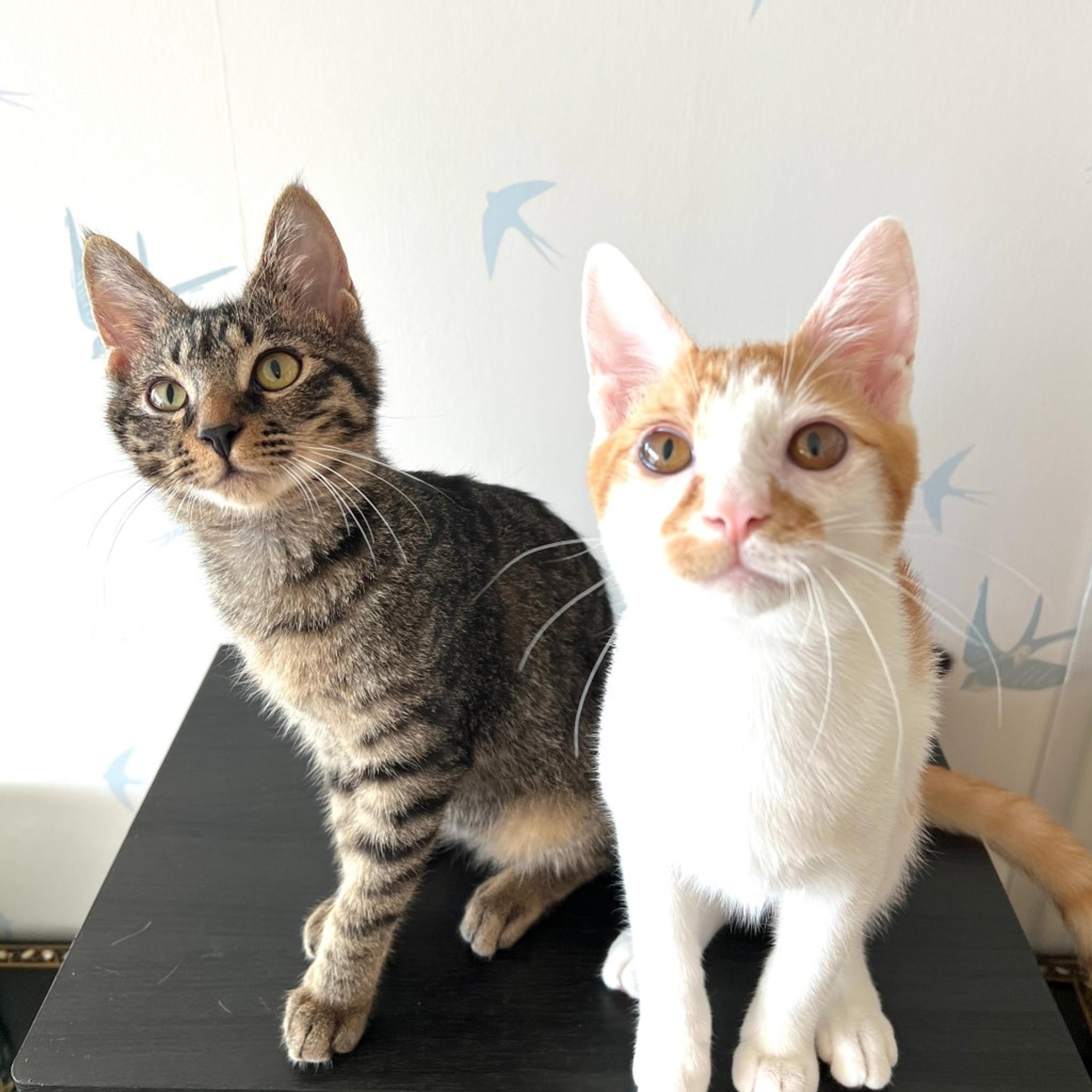pet-image-8