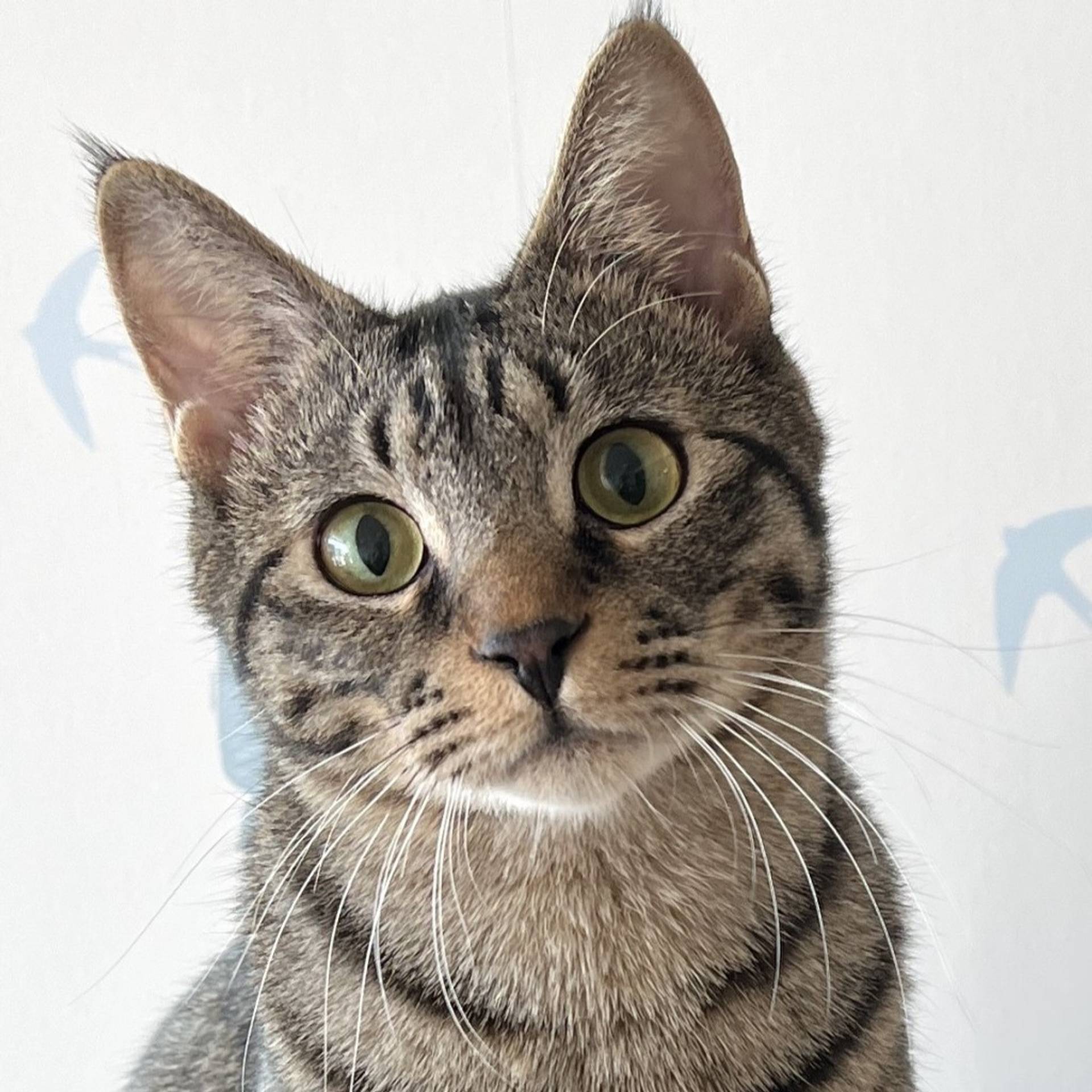 雑種（ミックス猫）・オスの里親募集の写真