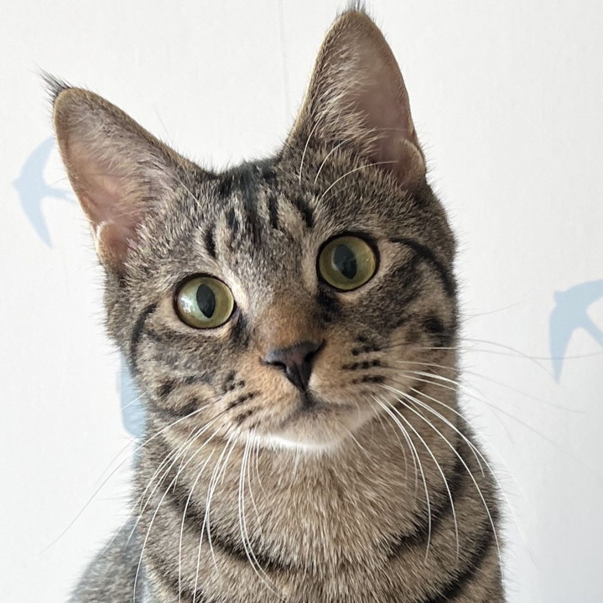 雑種（ミックス猫）・オスの里親募集の写真