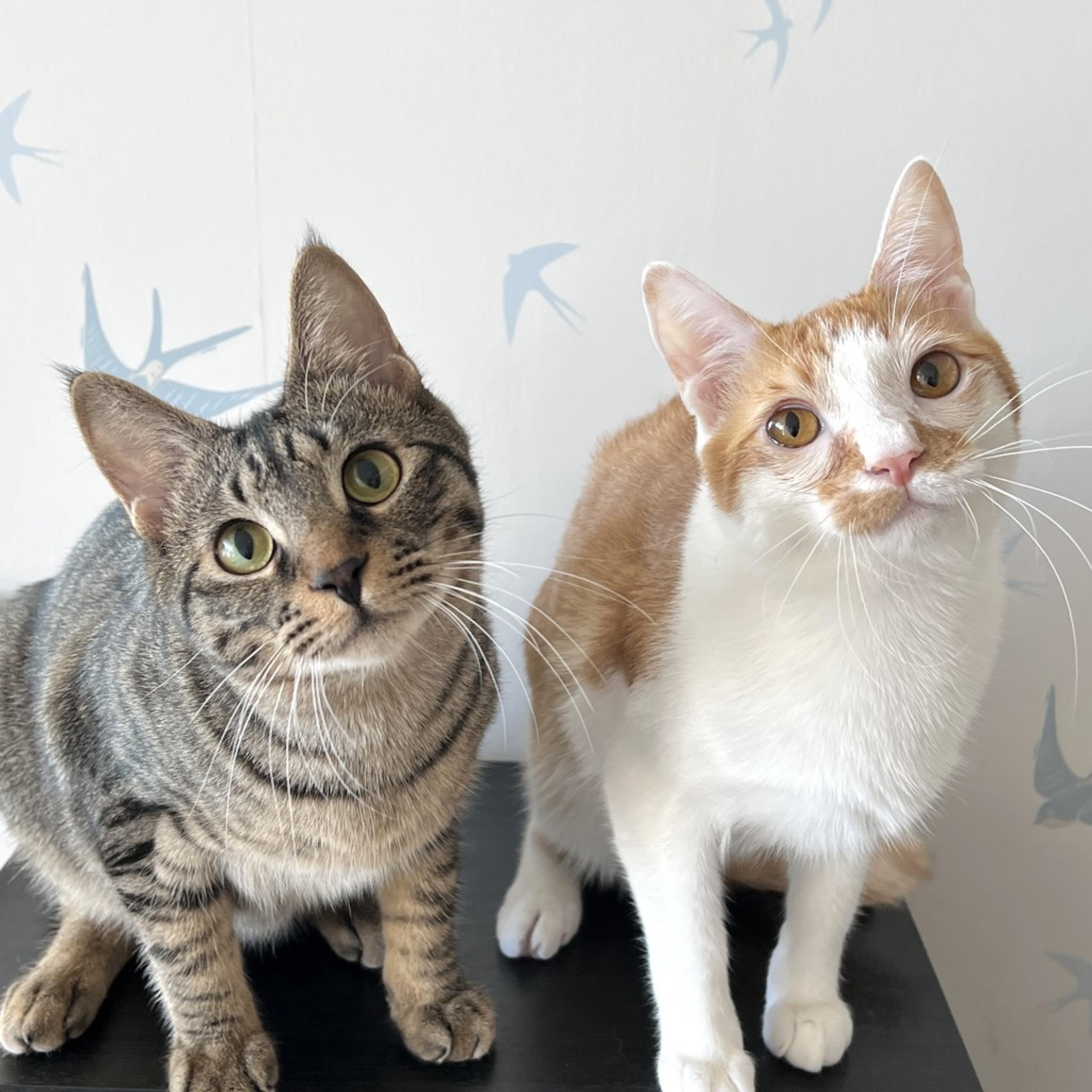 pet-image-2
