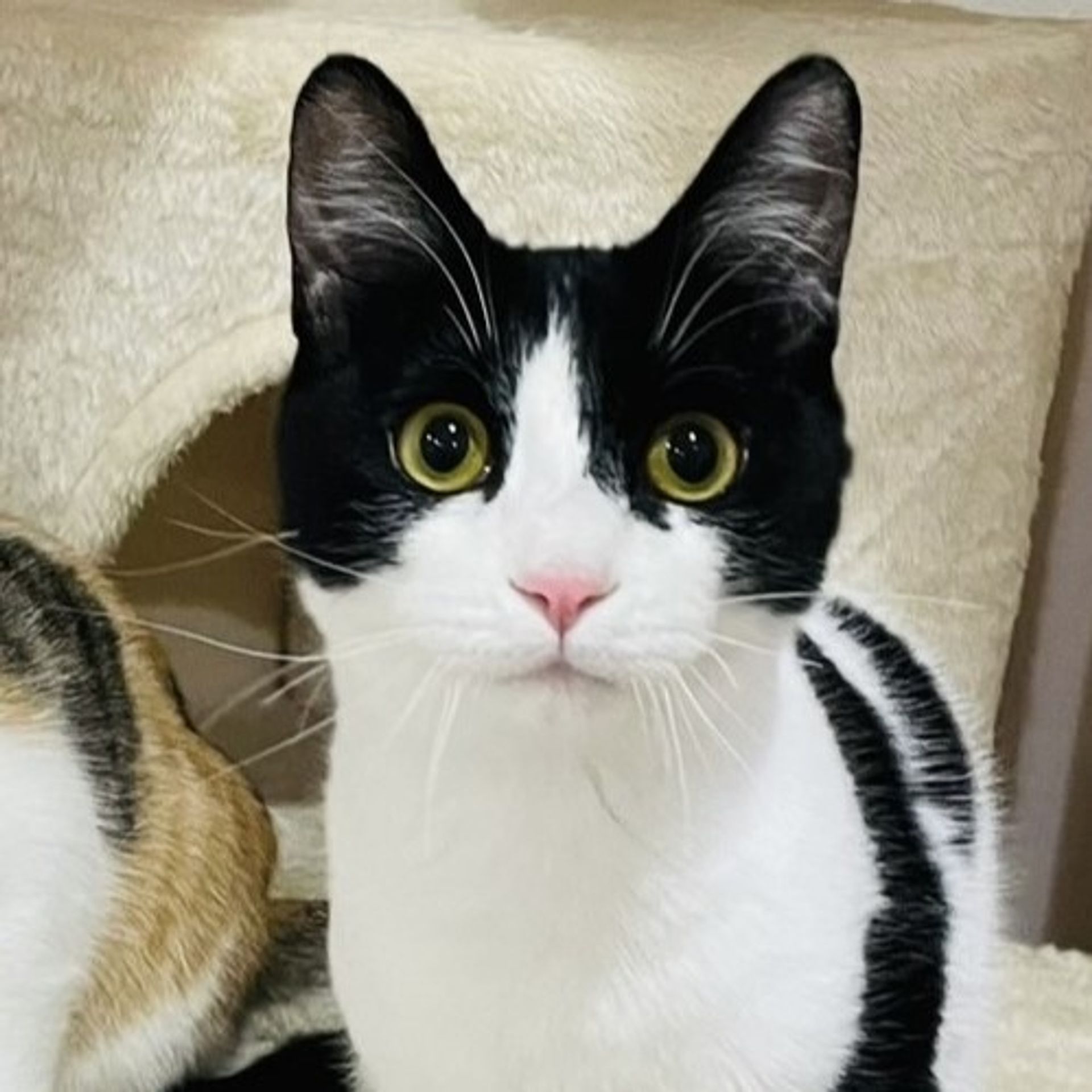 雑種（ミックス猫）・オスの里親募集の写真