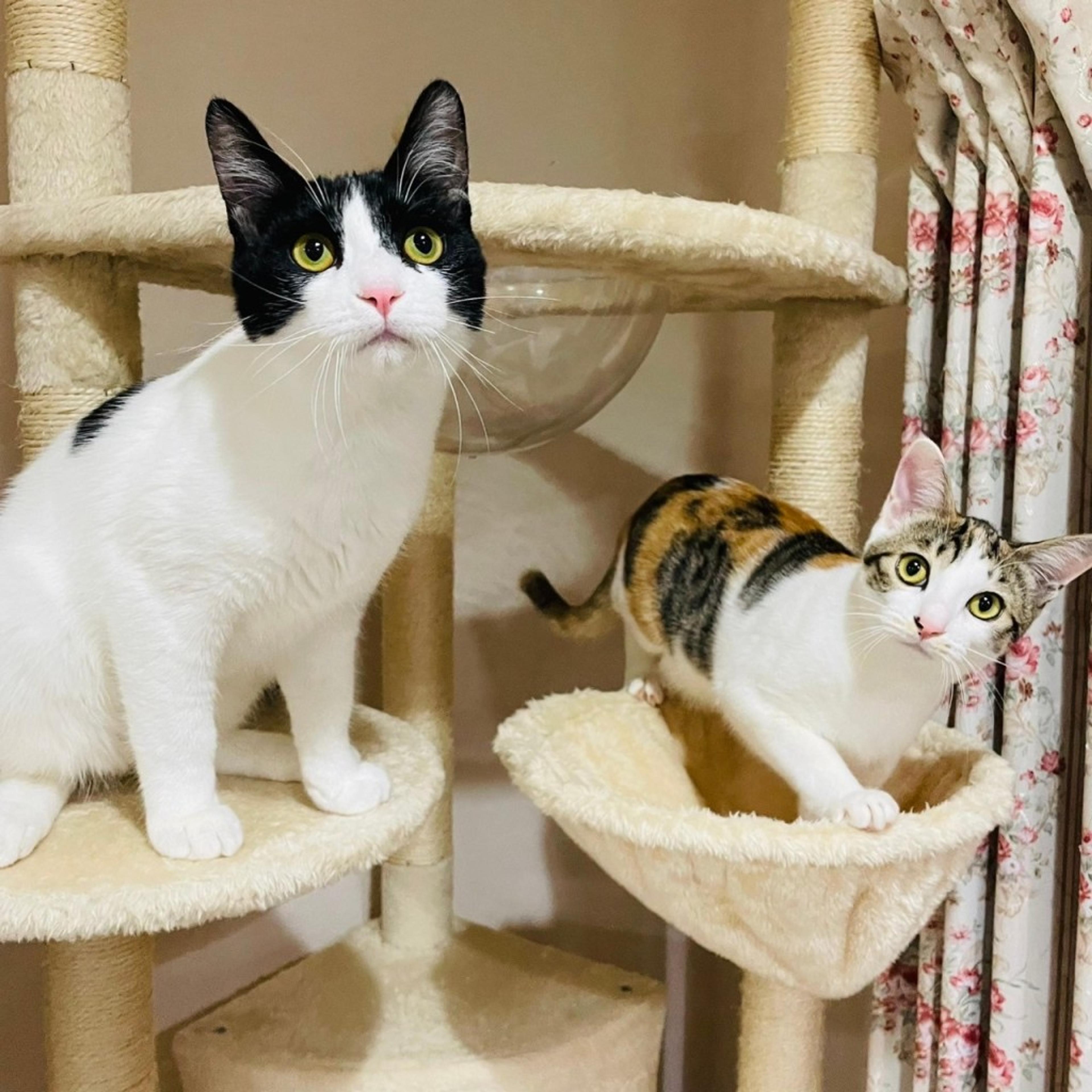 pet-image-6