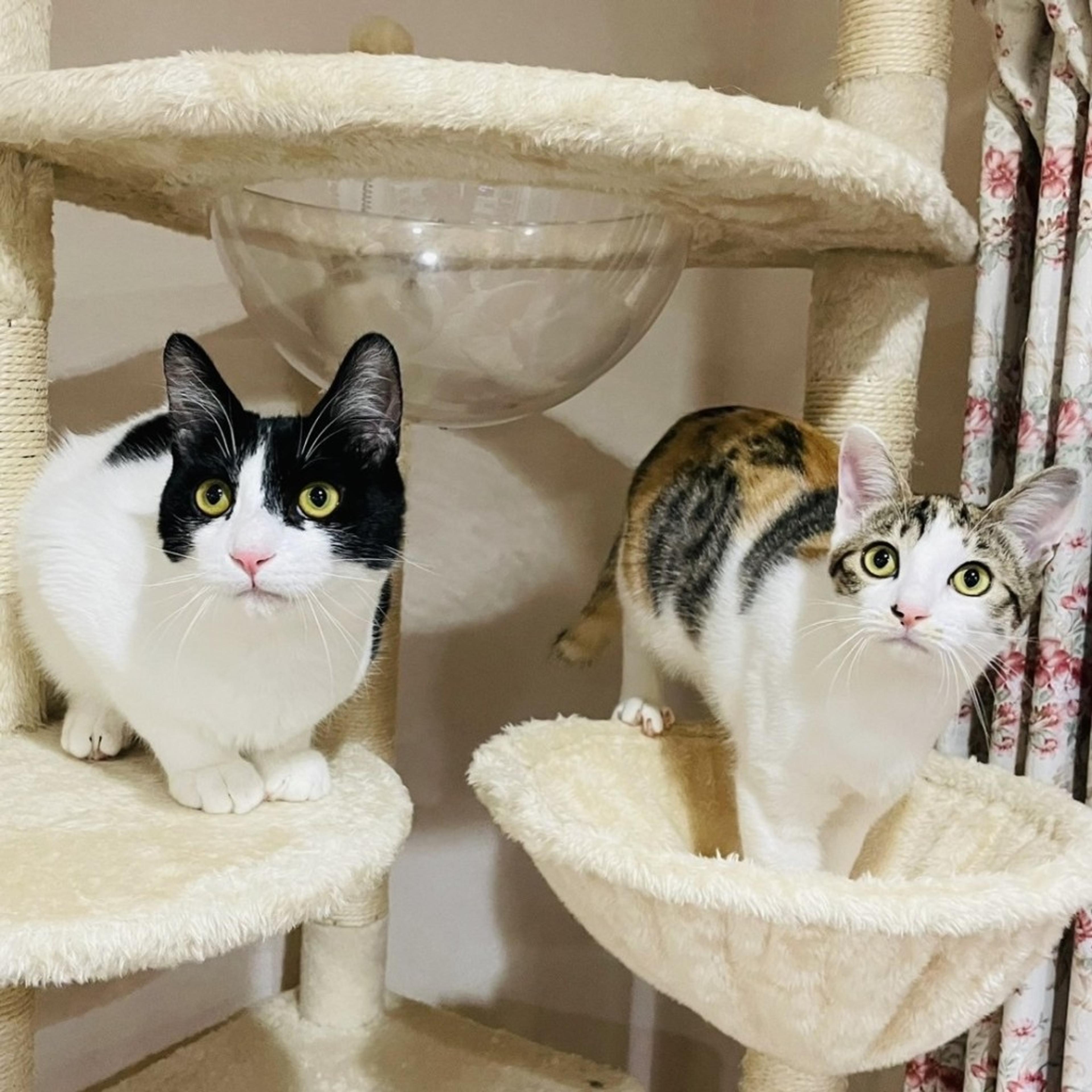 pet-image-8