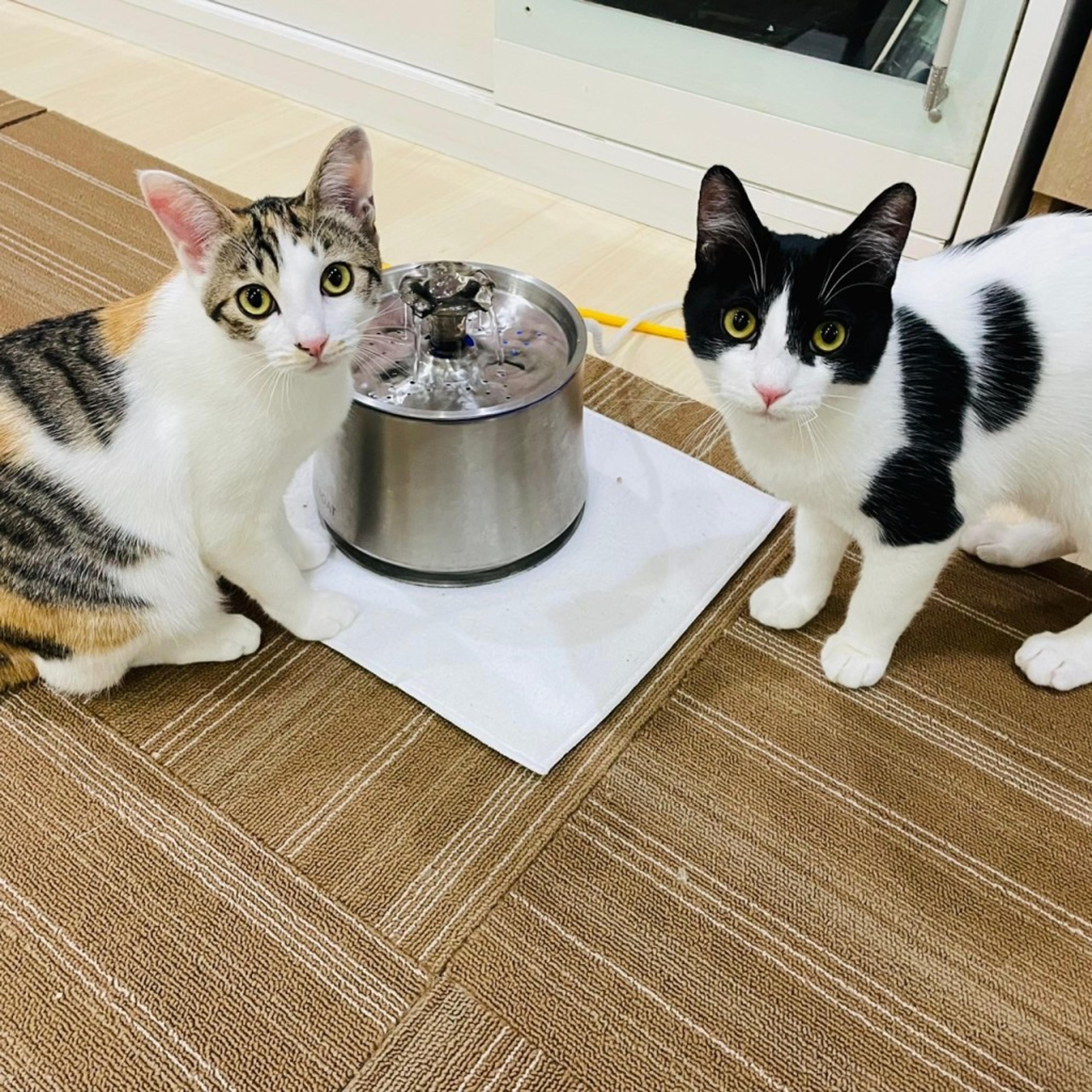 pet-image-4