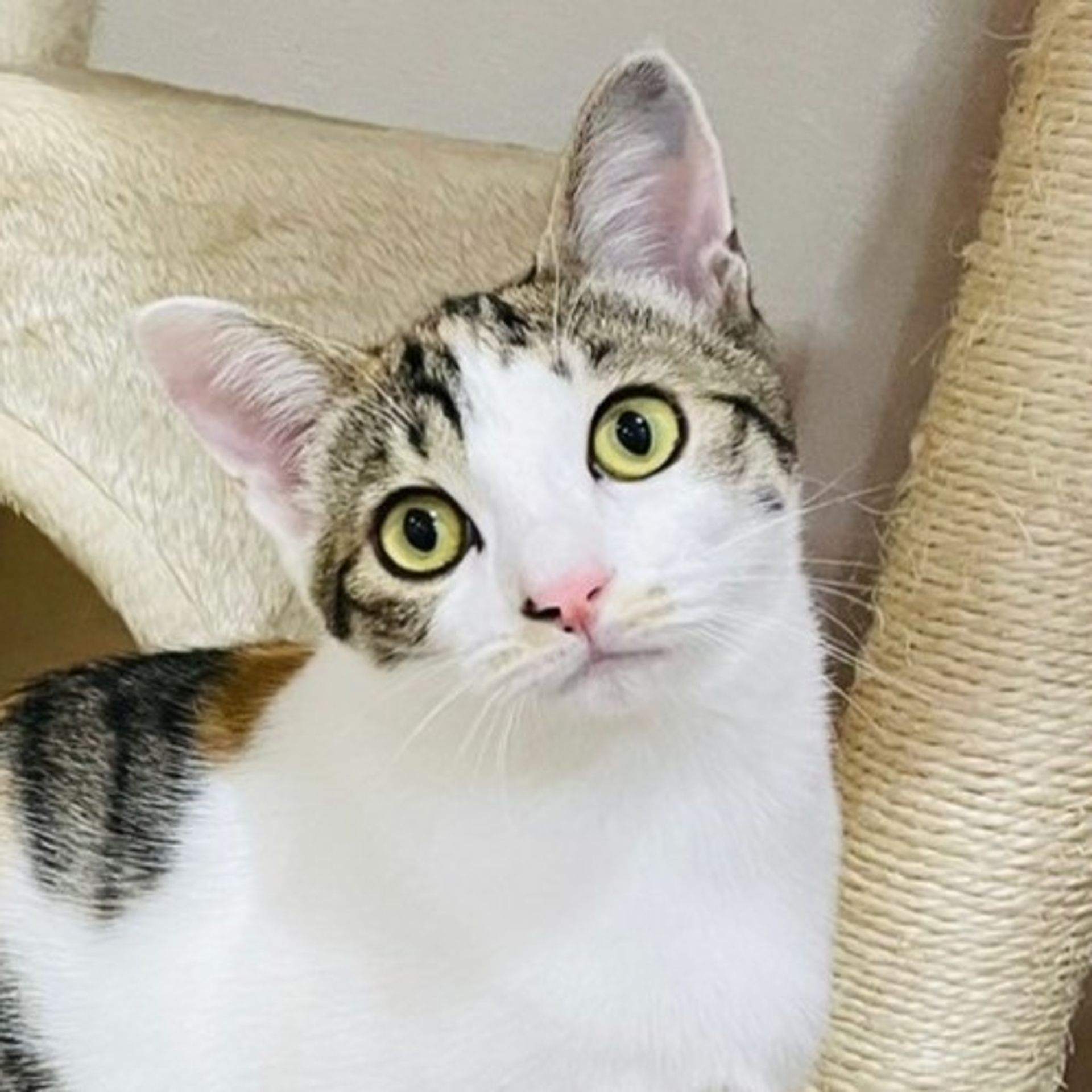 雑種（ミックス猫）・メスの里親募集の写真