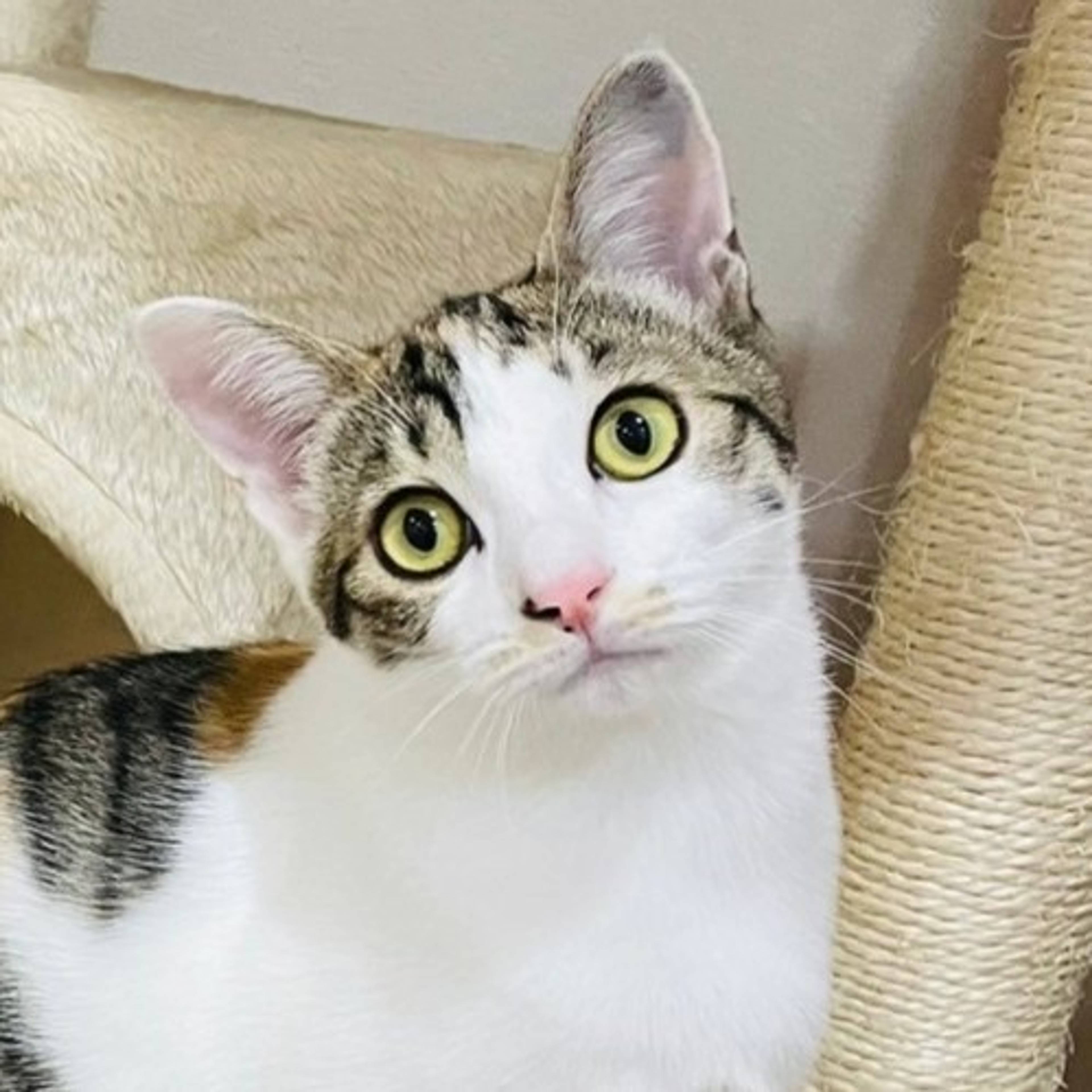 雑種（ミックス猫）・メスの里親募集の写真