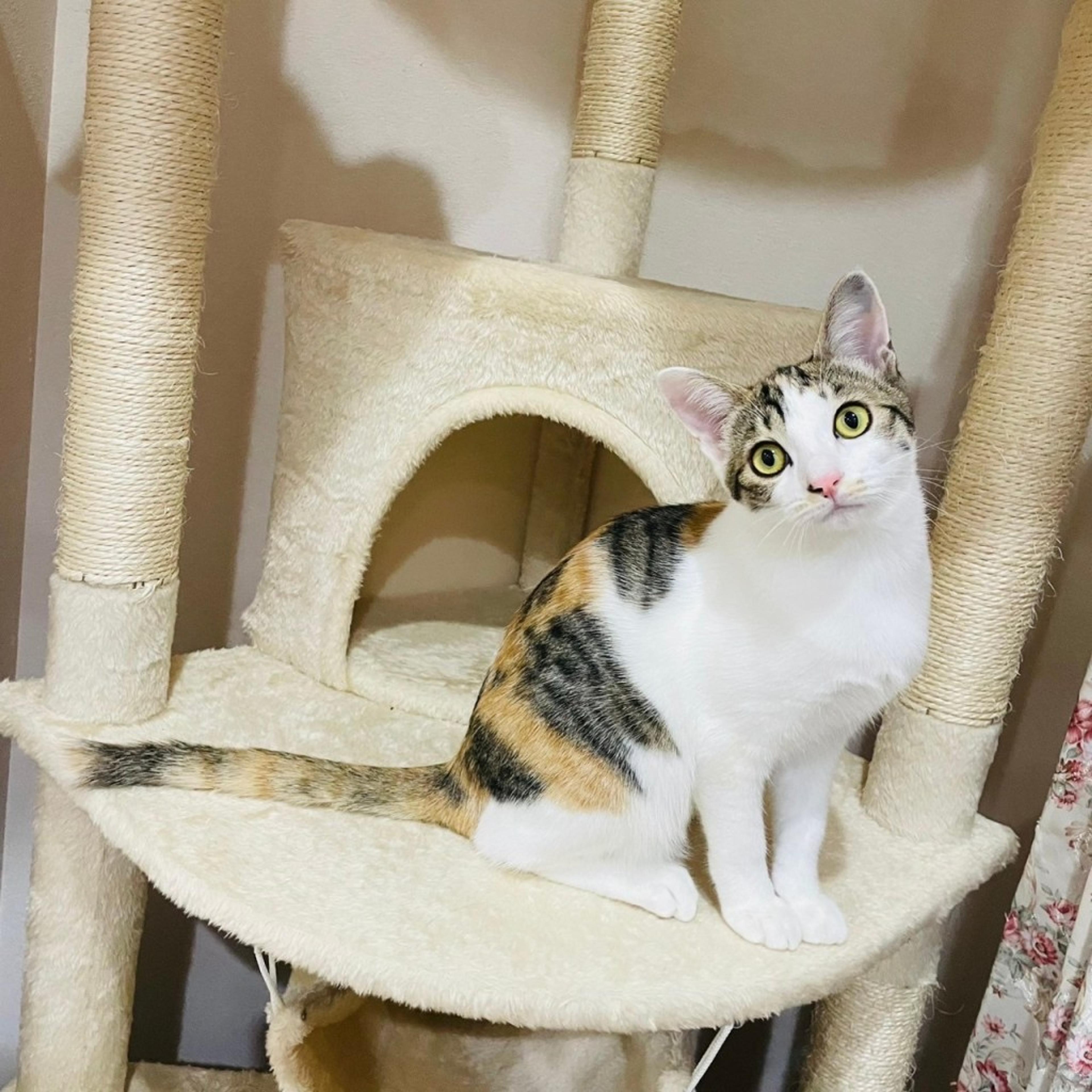 pet-image-3