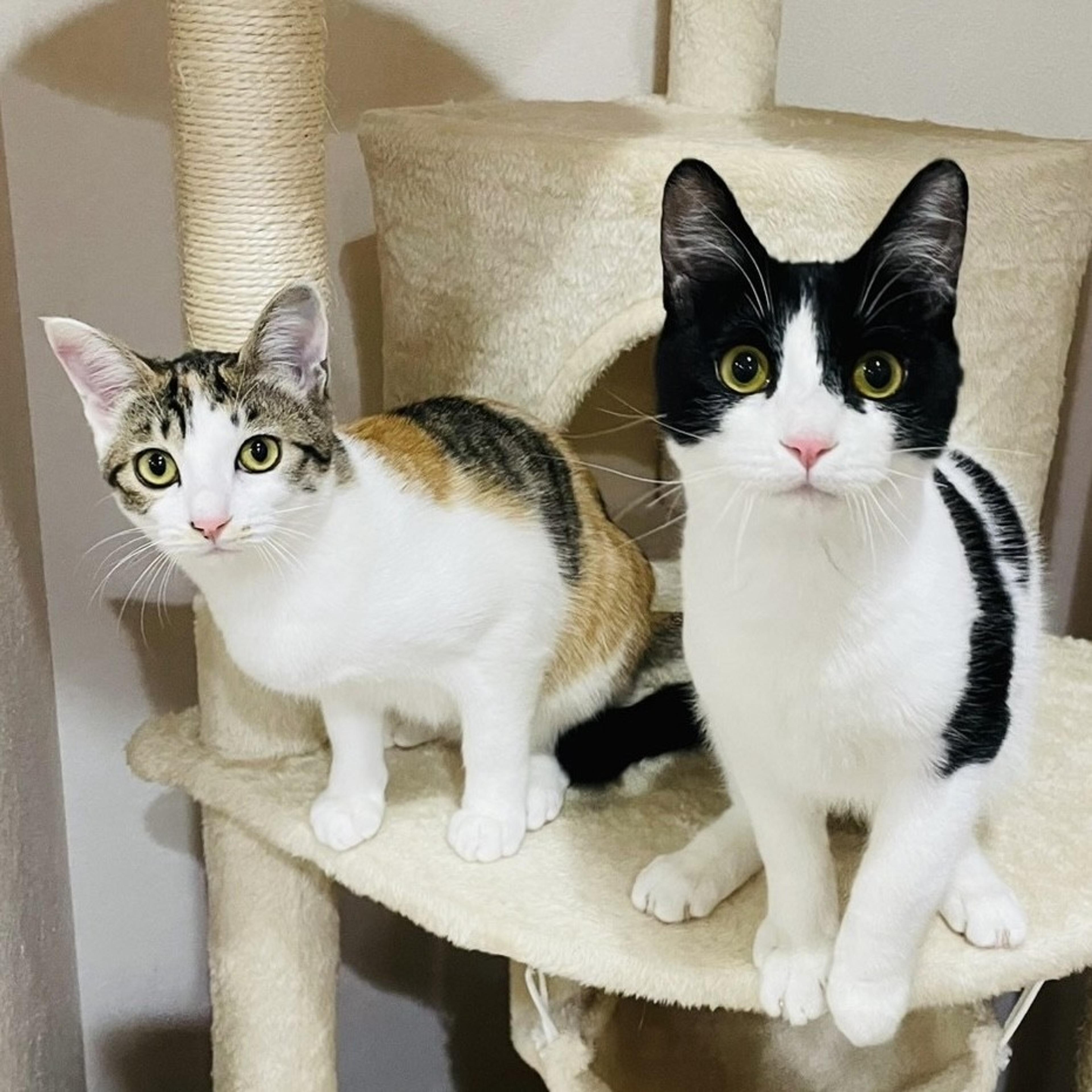 pet-image-4