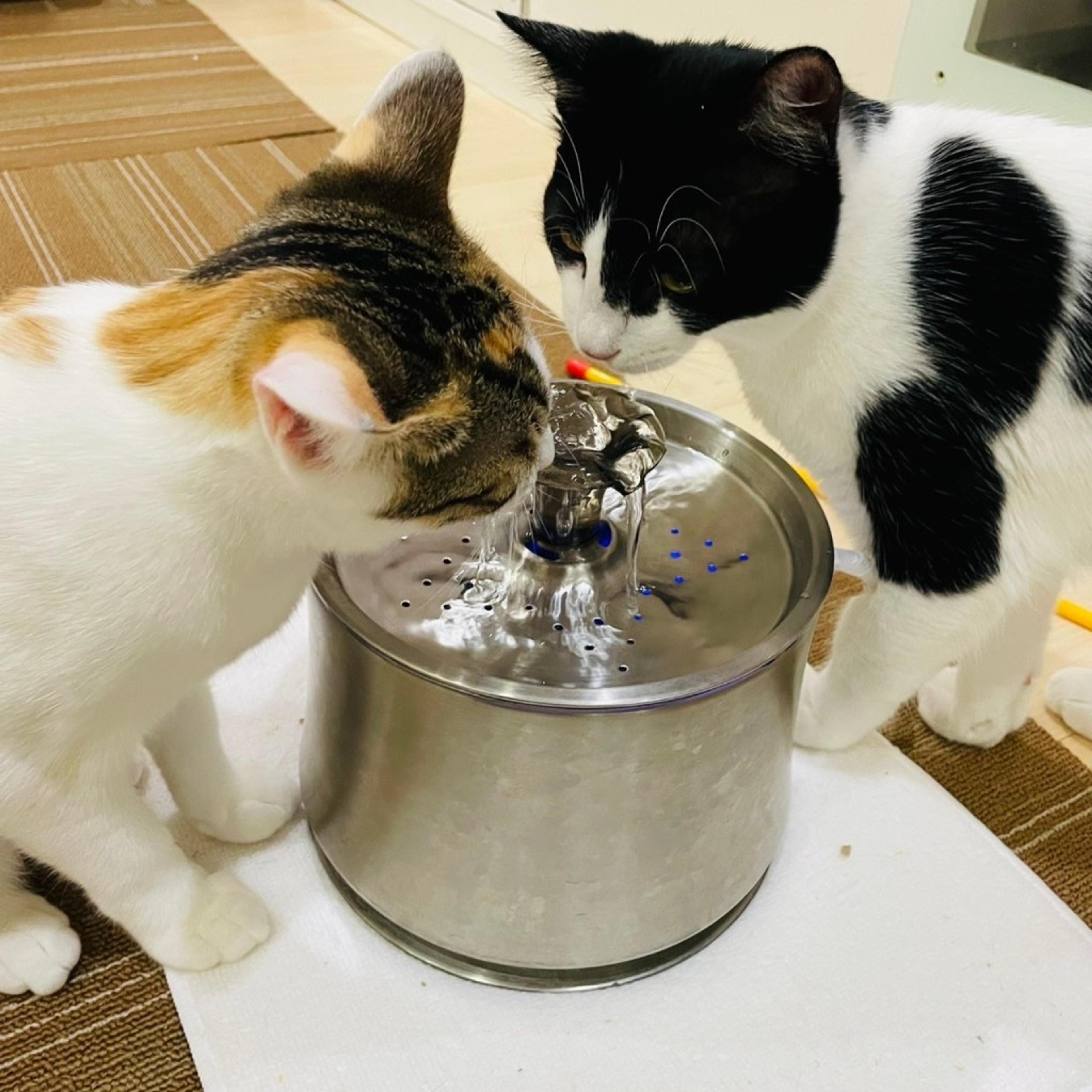 pet-image-7