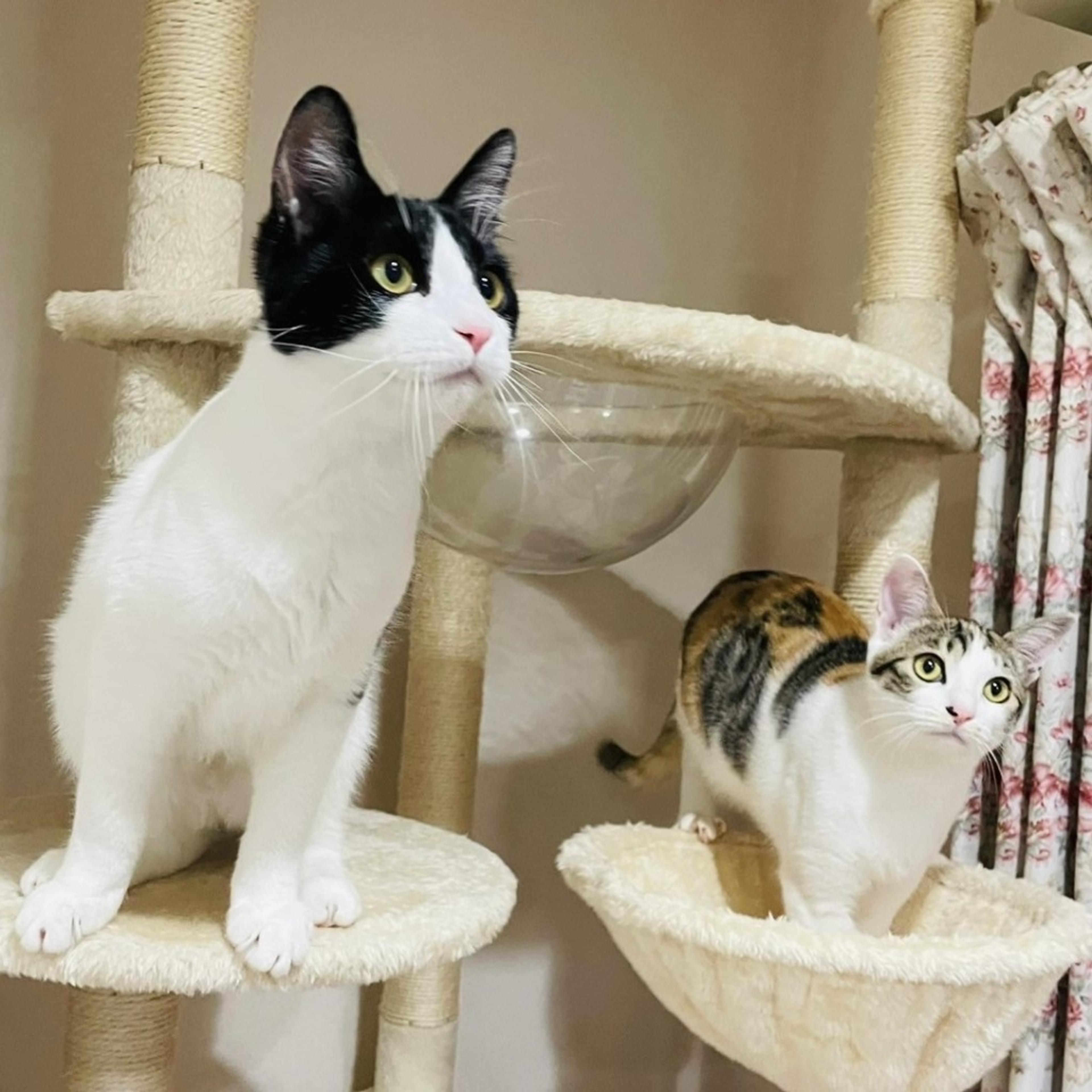 pet-image-9