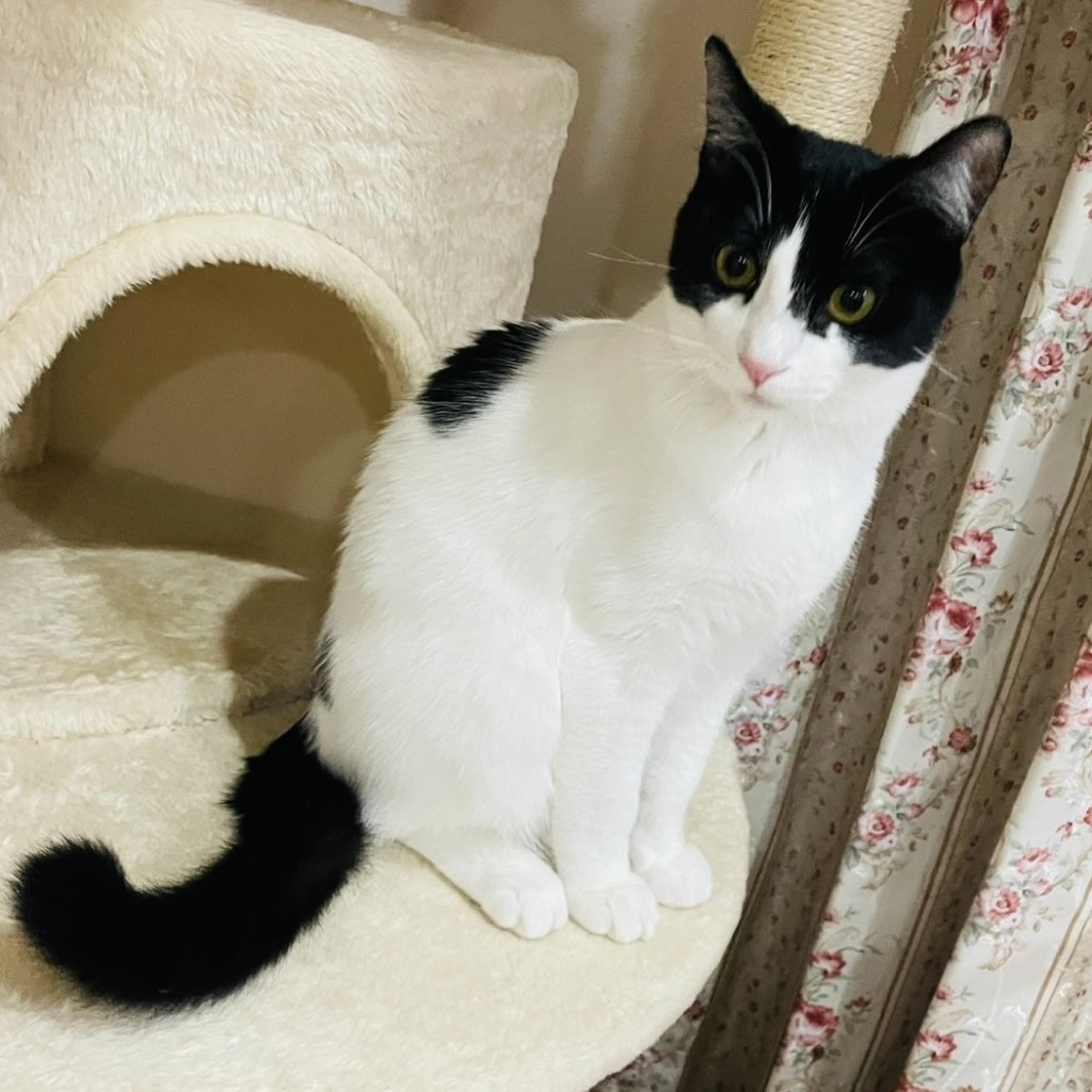 pet-image-10