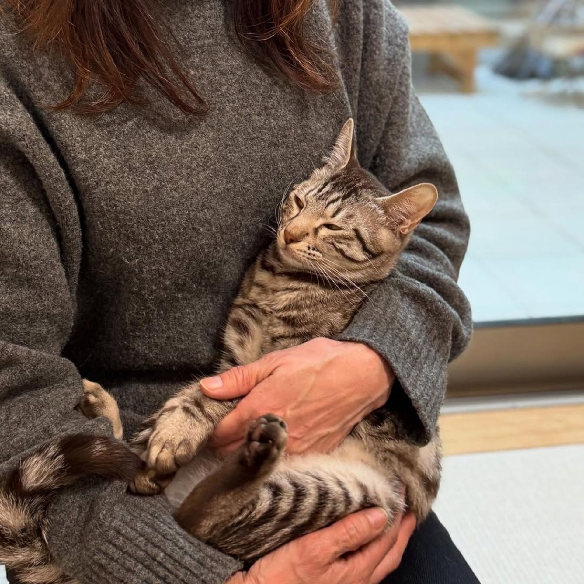 雑種（ミックス猫）・オスの里親募集の写真
