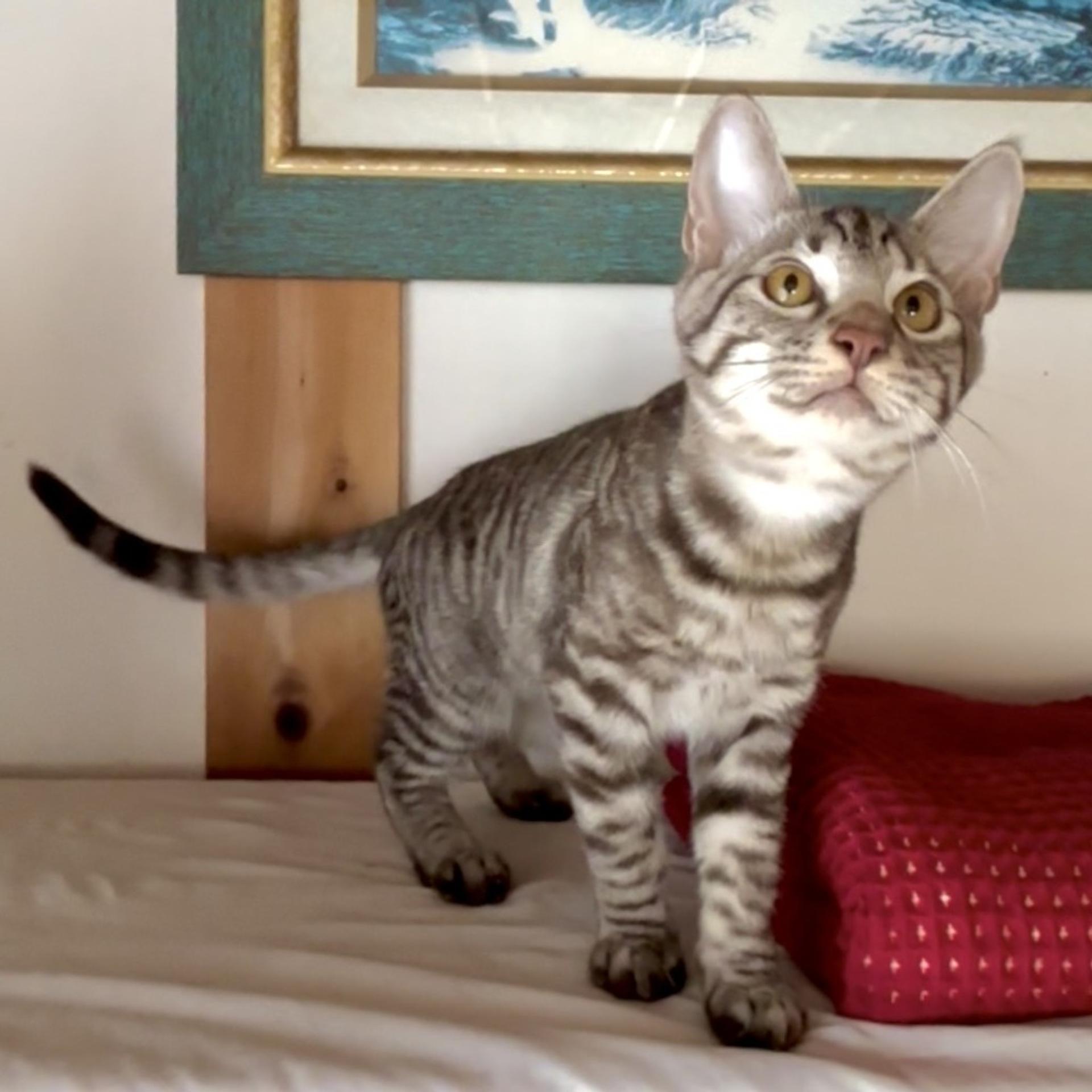 pet-image-9