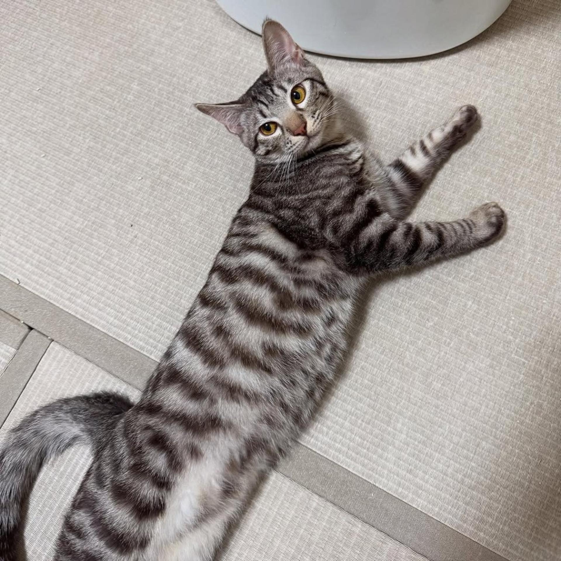 pet-image-6