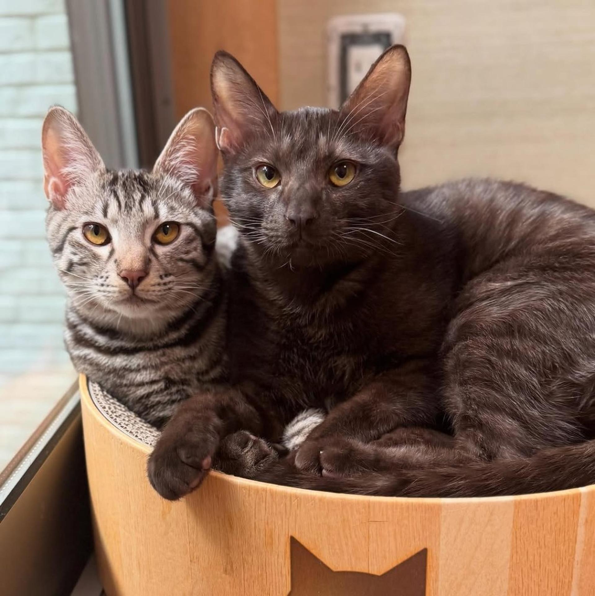 pet-image-3