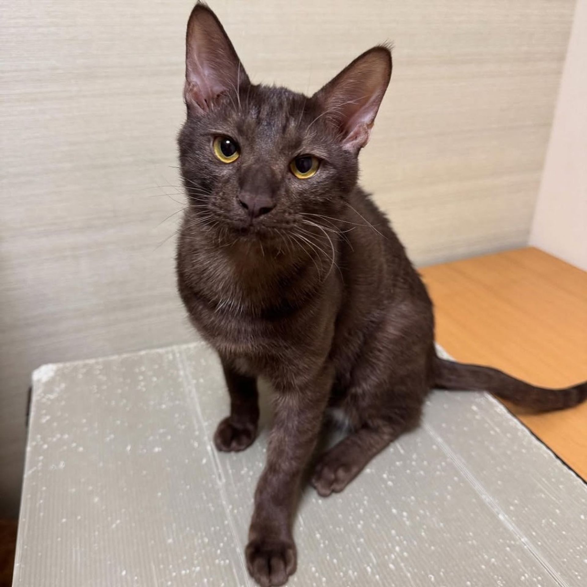 雑種（ミックス猫）・オスの里親募集の写真