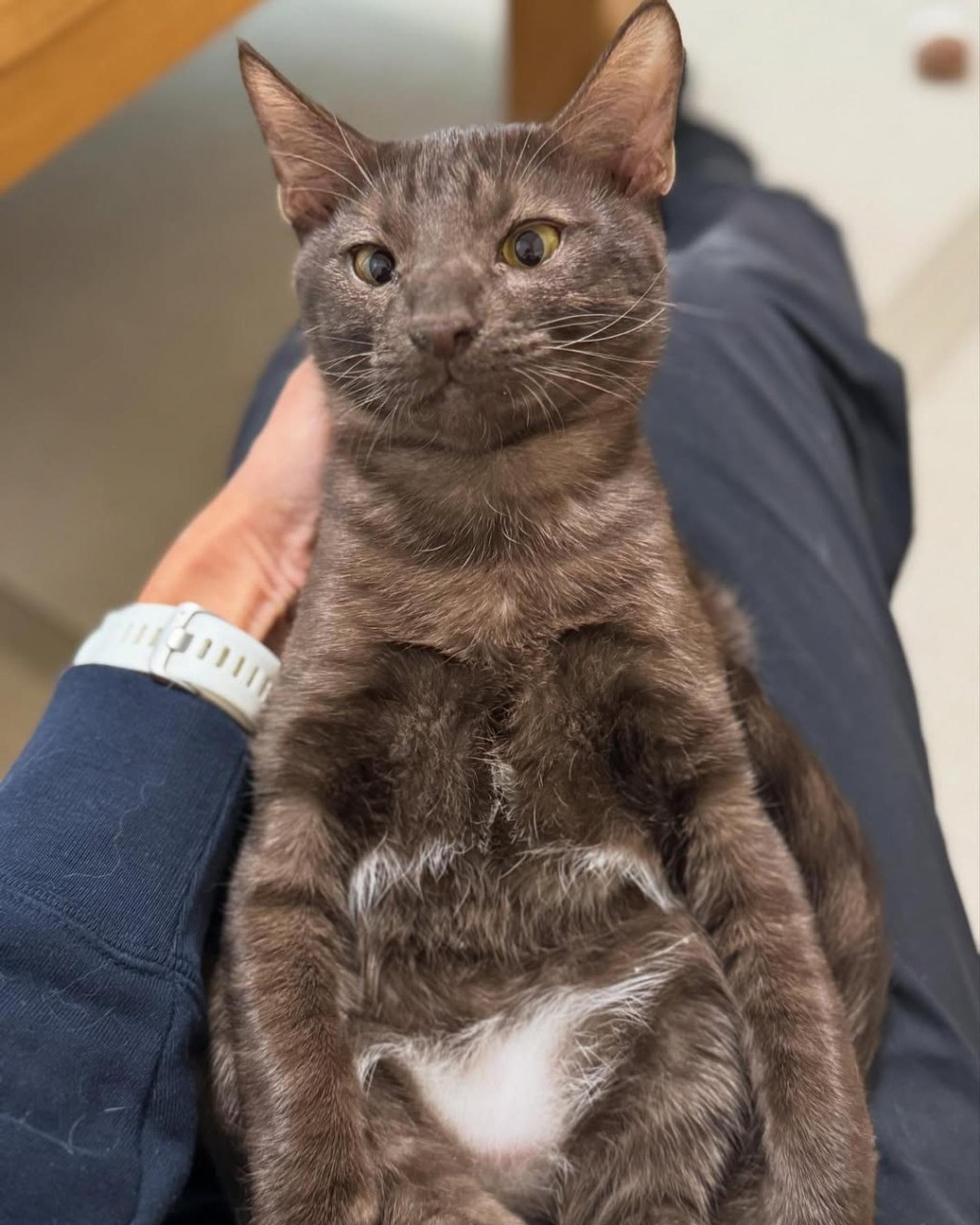pet-image-6