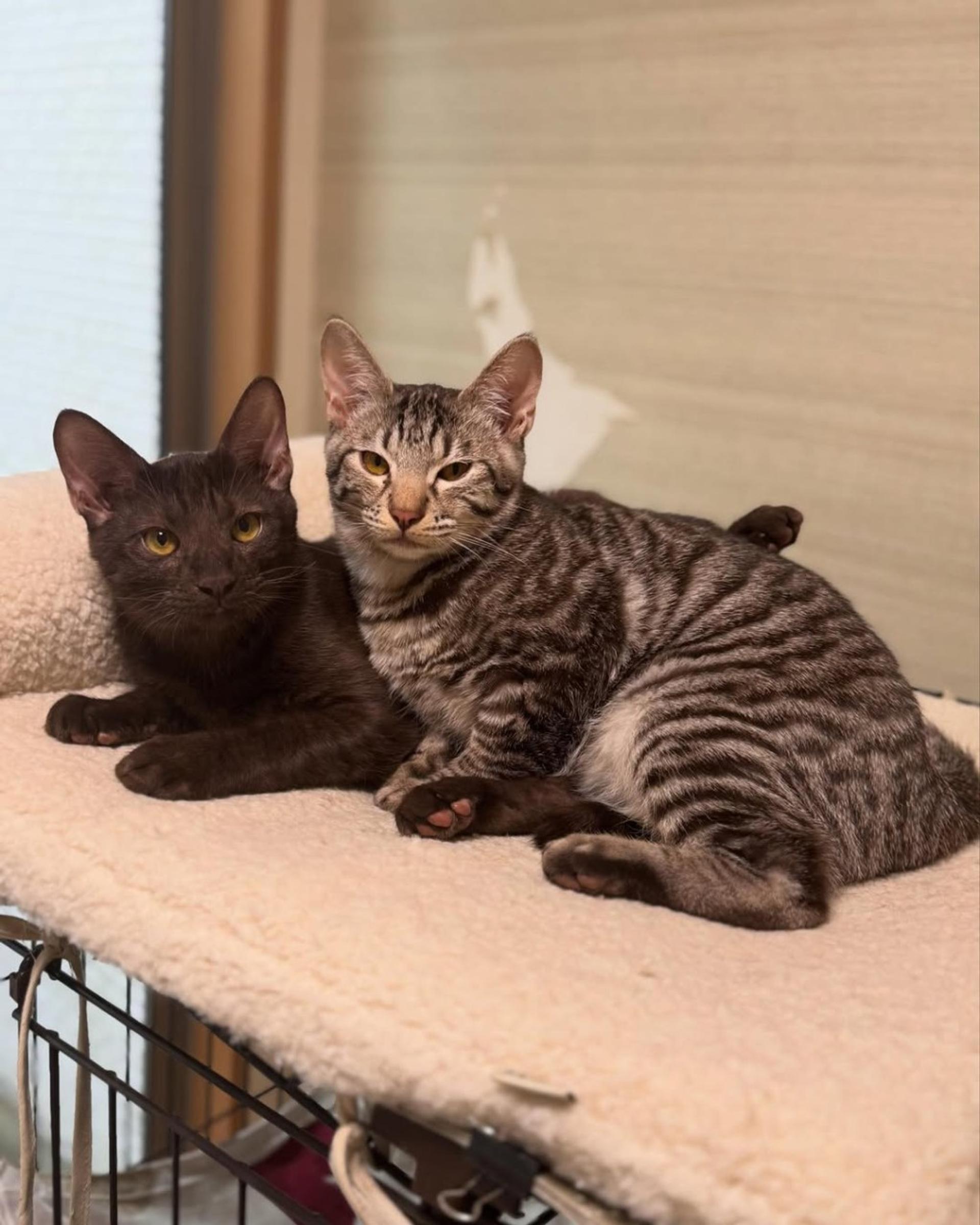 pet-image-7