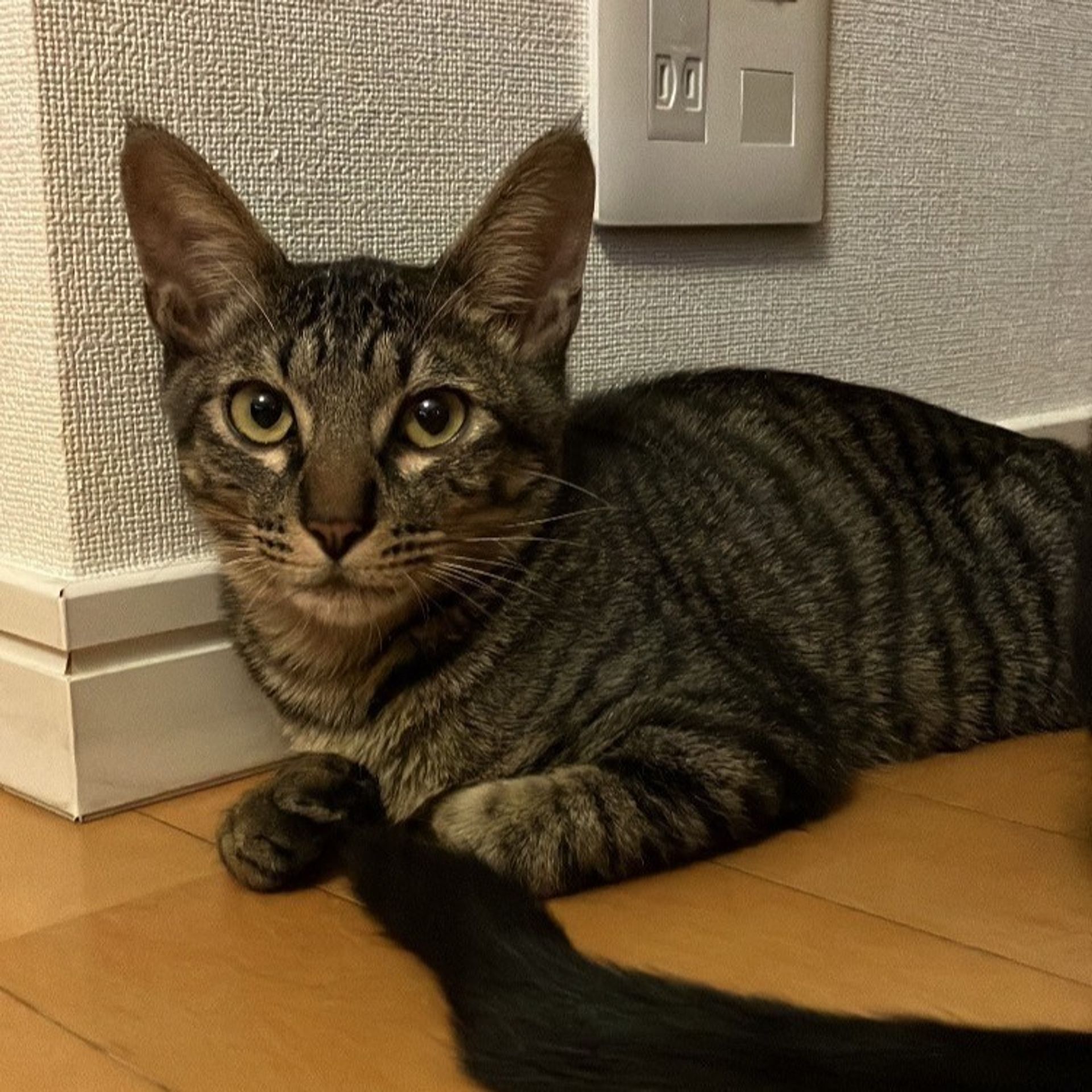雑種（ミックス猫）・オスの里親募集の写真