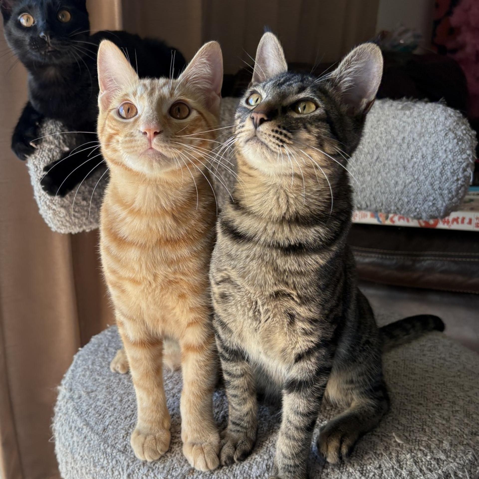 pet-image-5