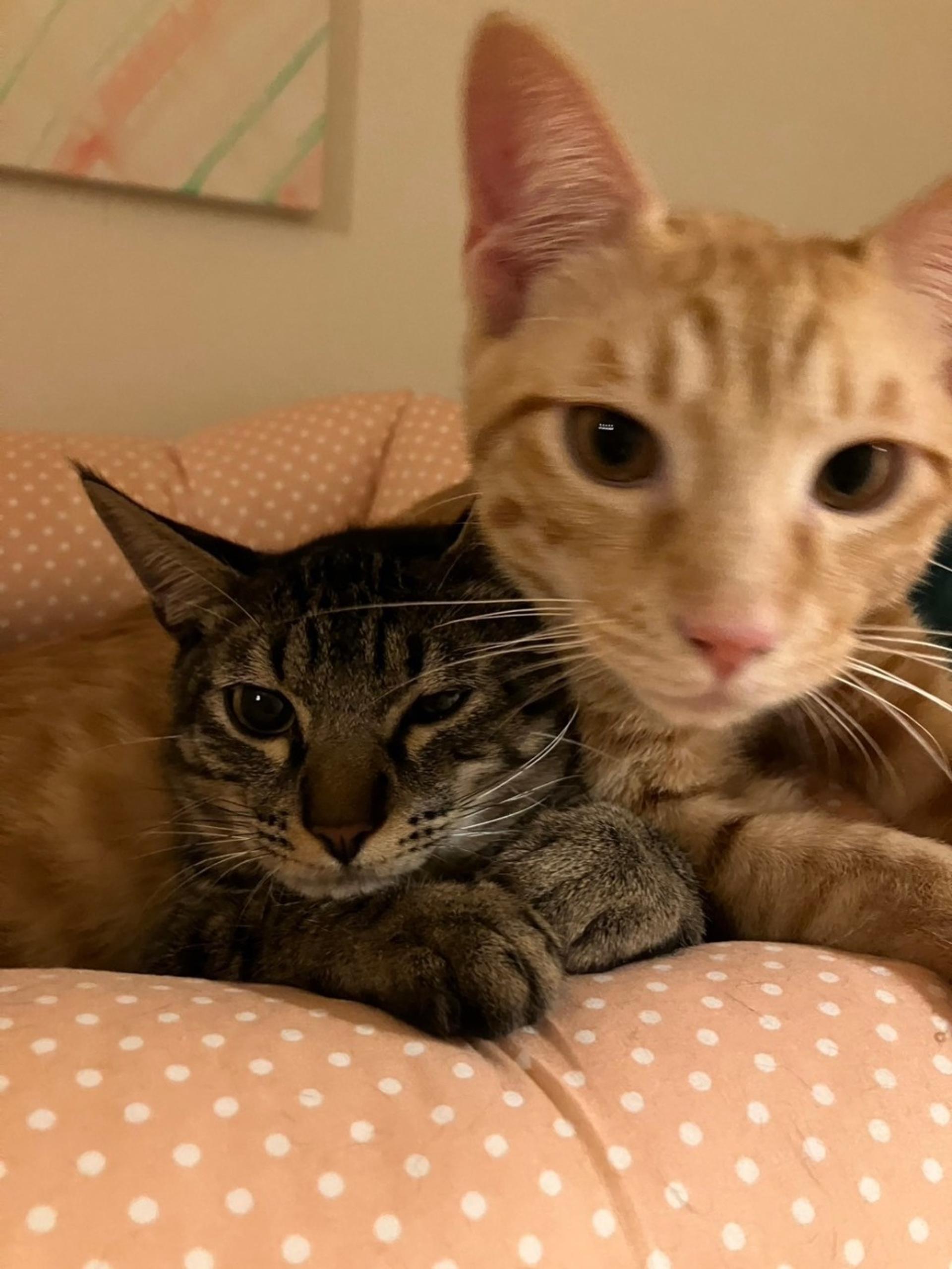 pet-image-7
