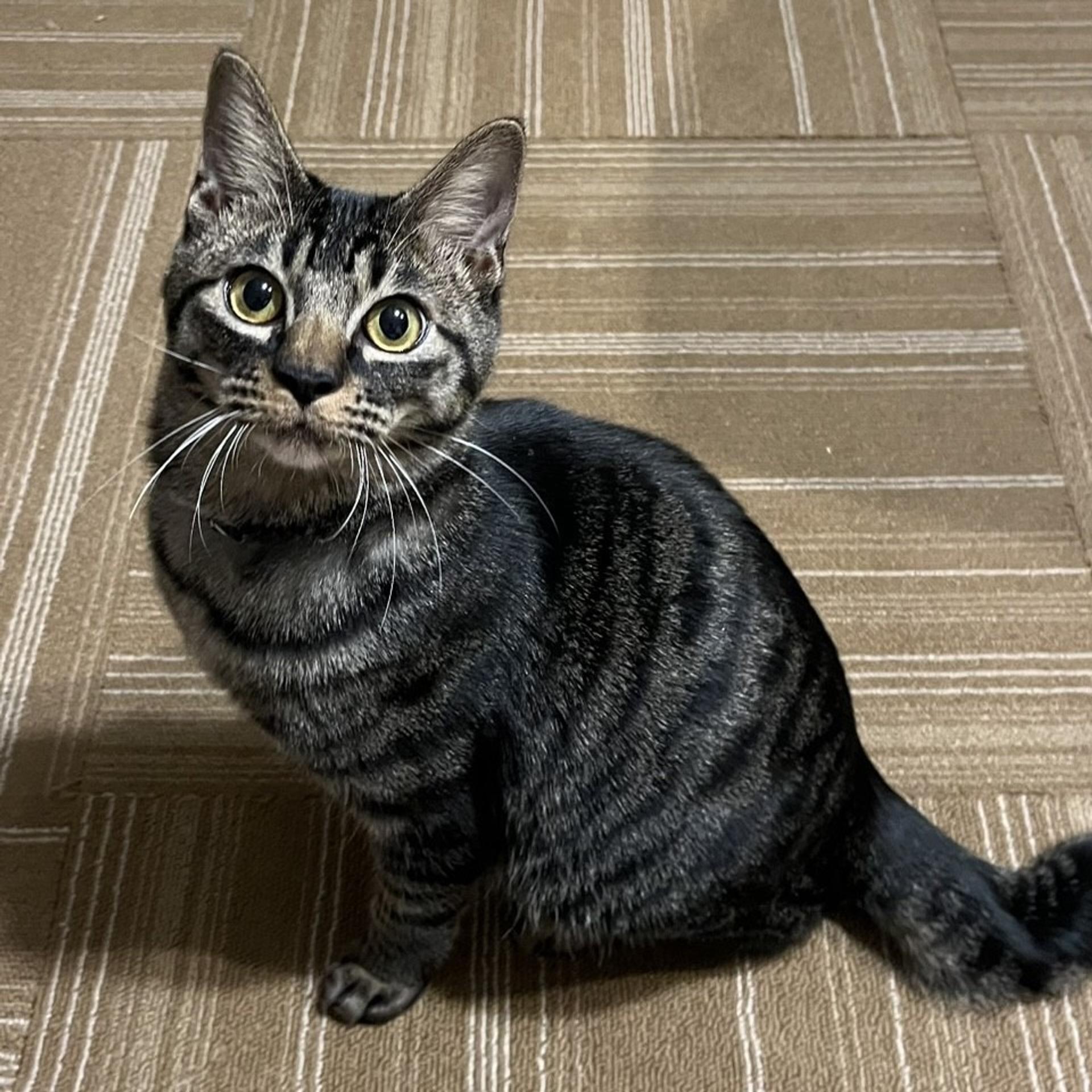 pet-image-6