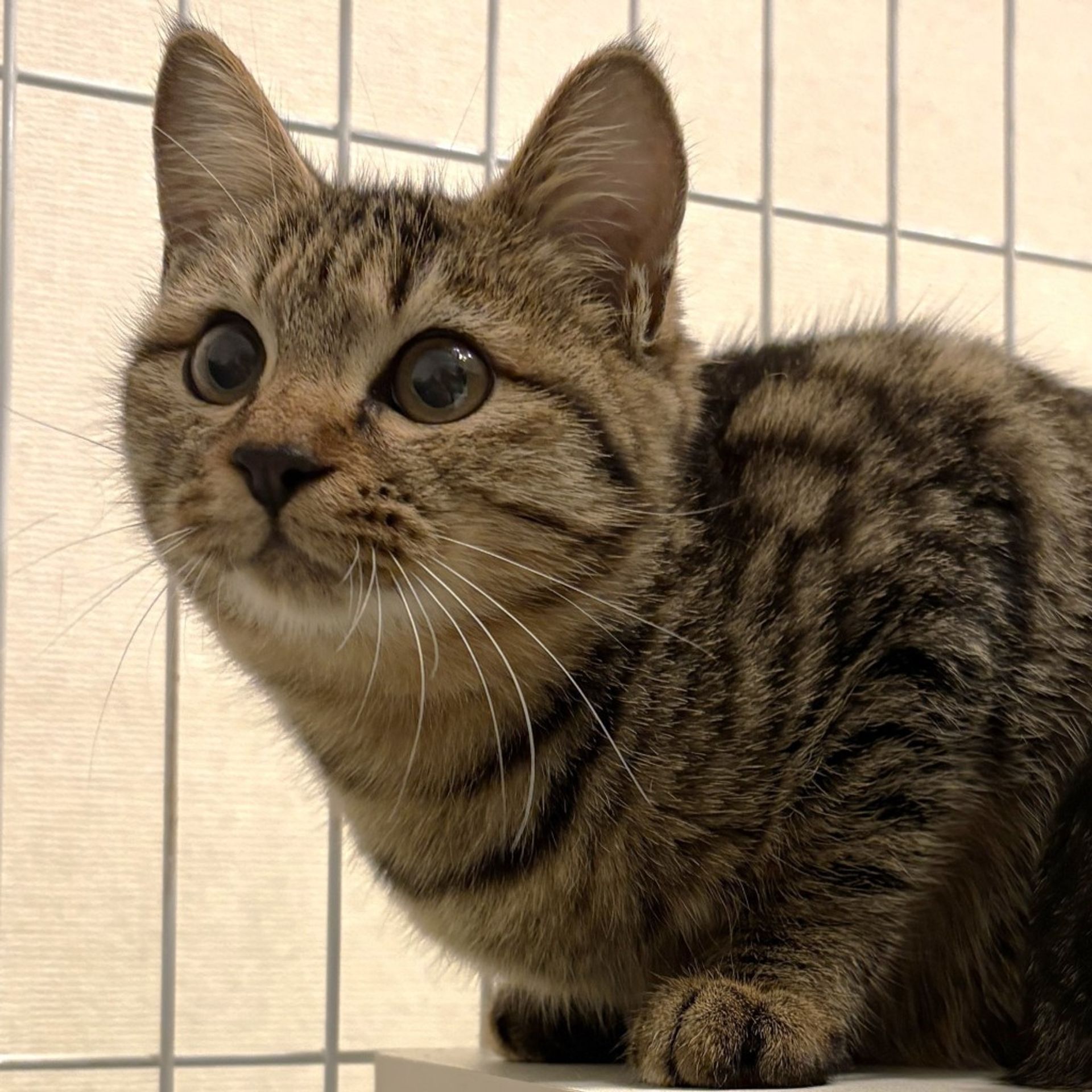 雑種（ミックス猫）・メスの里親募集の写真