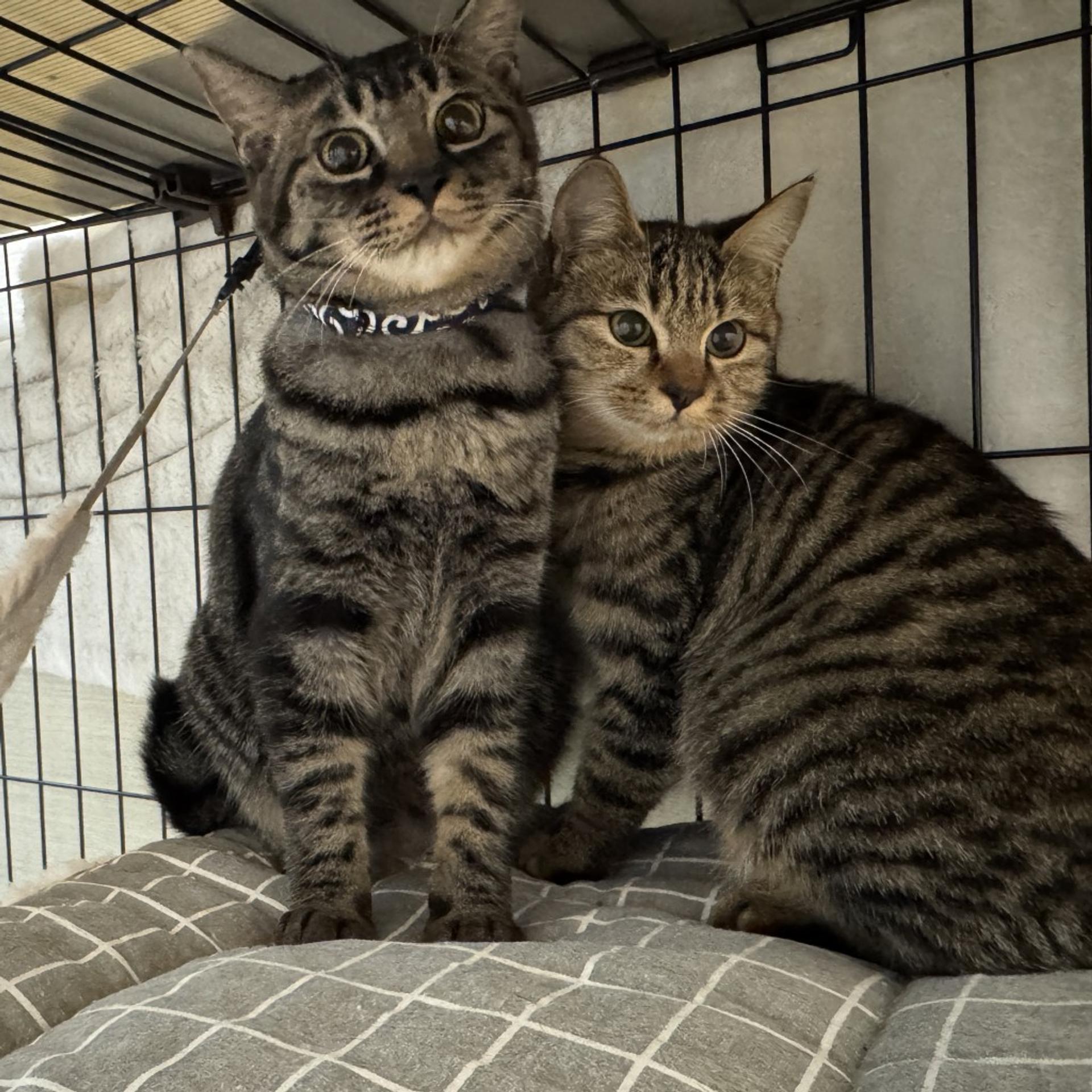 pet-image-8