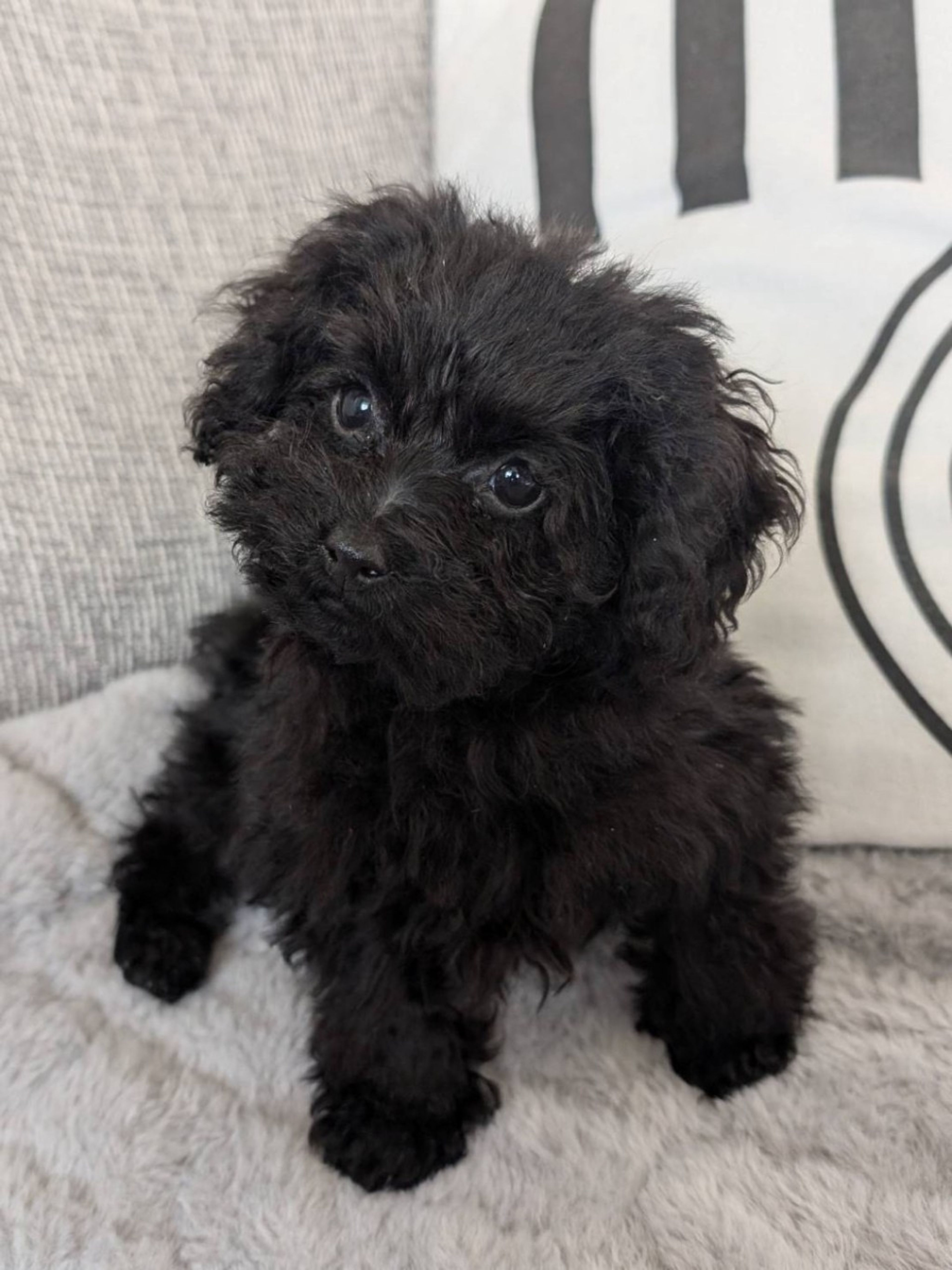 雑種（ミックス犬）・オスの里親募集の写真