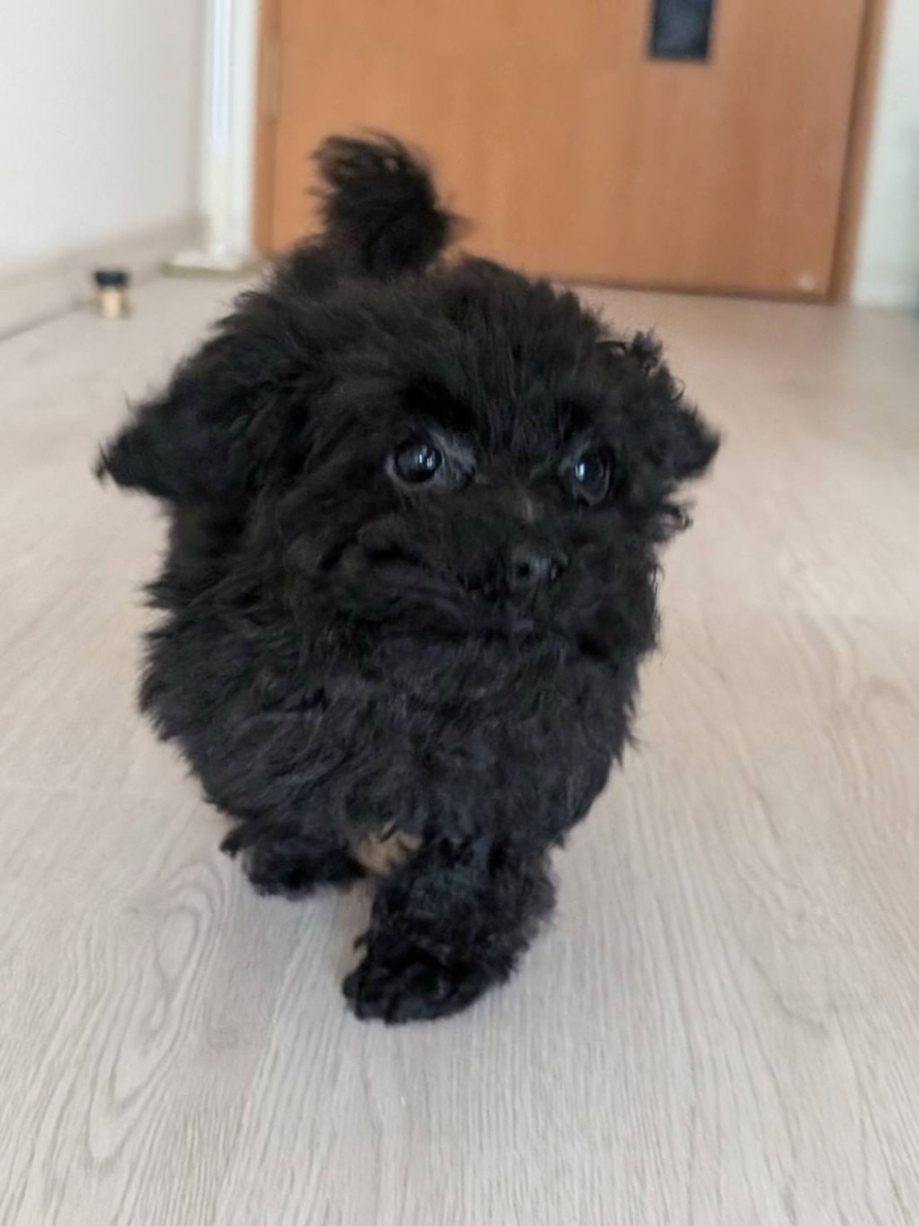 pet-image-3