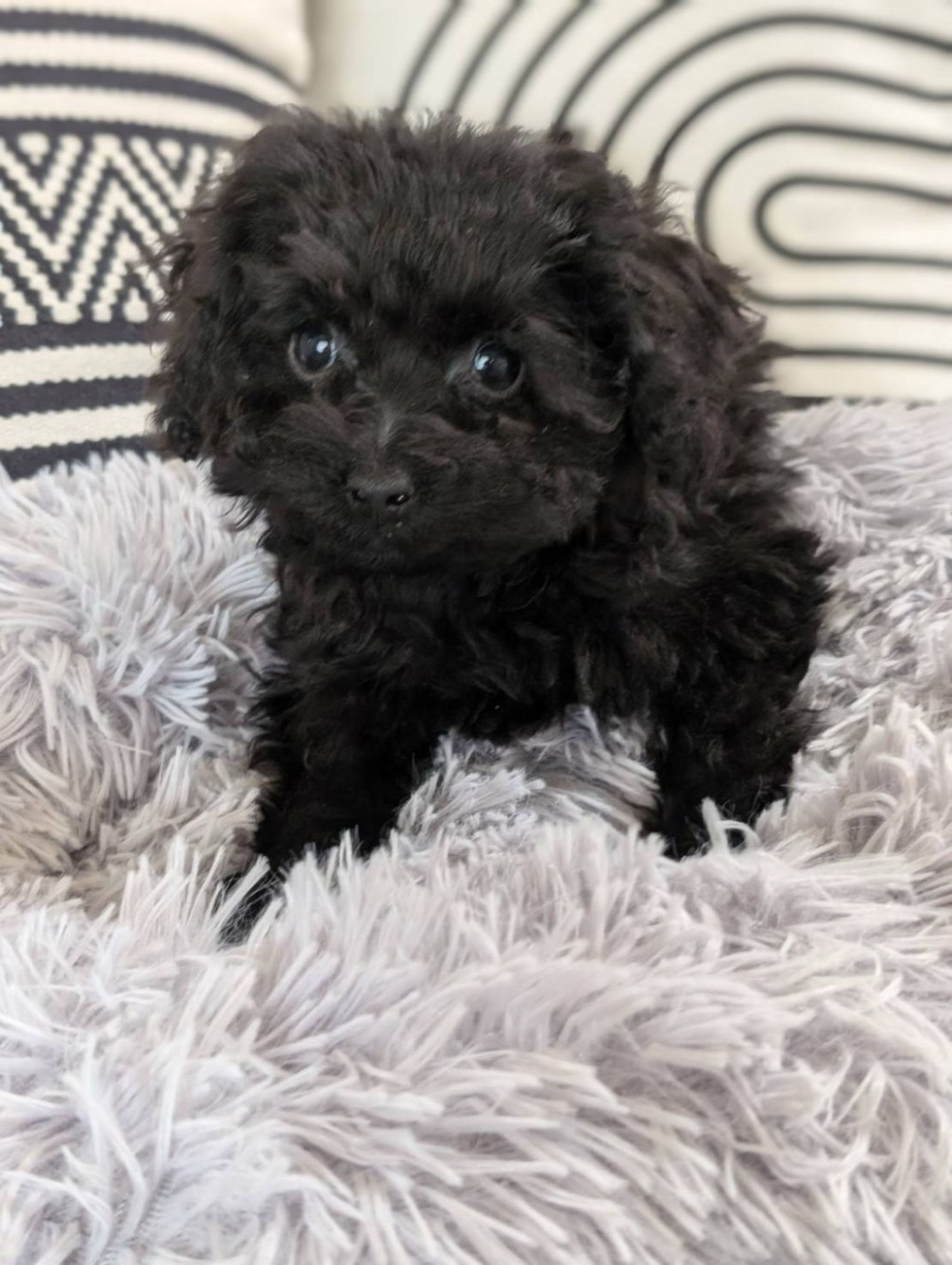 pet-image-4