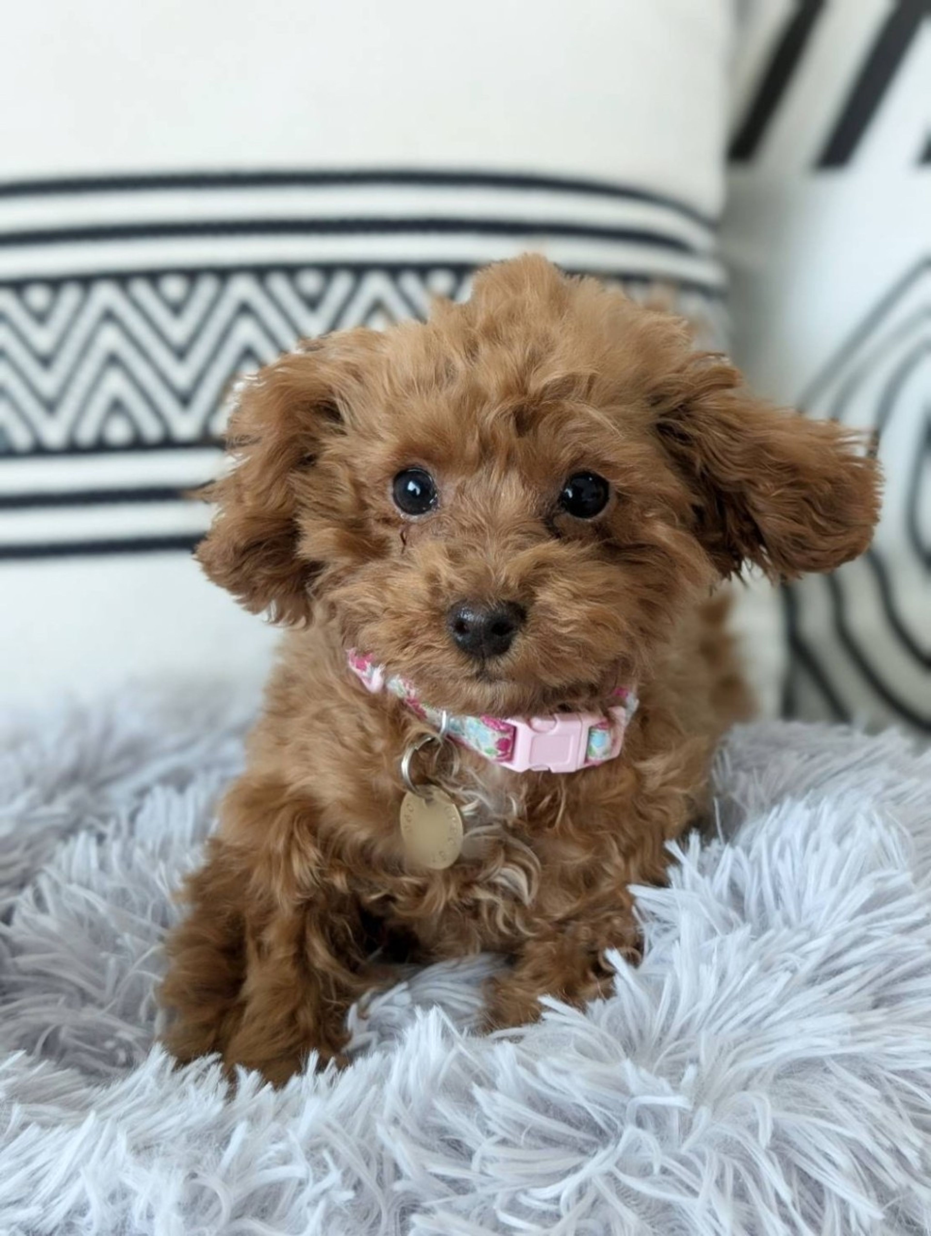 pet-image-2